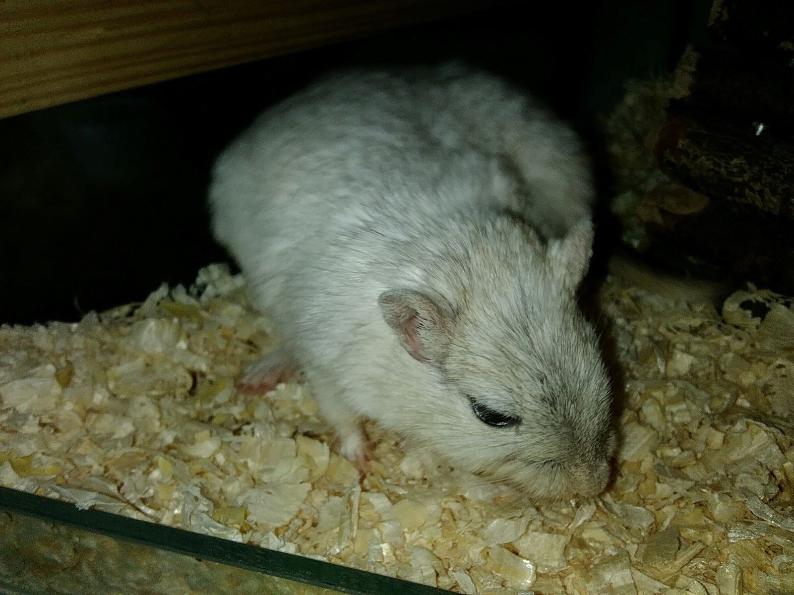 Shocking Gerbil Tail Incident: Bleeding Tip Falls Off! Here's What To Do
