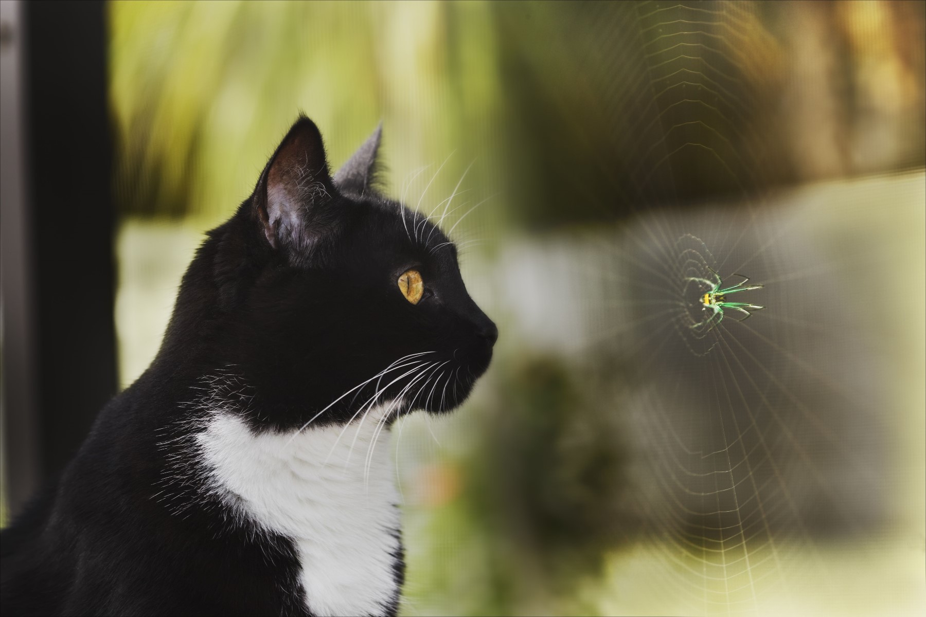 Shocking Reason Why Cats Devour Spiders
