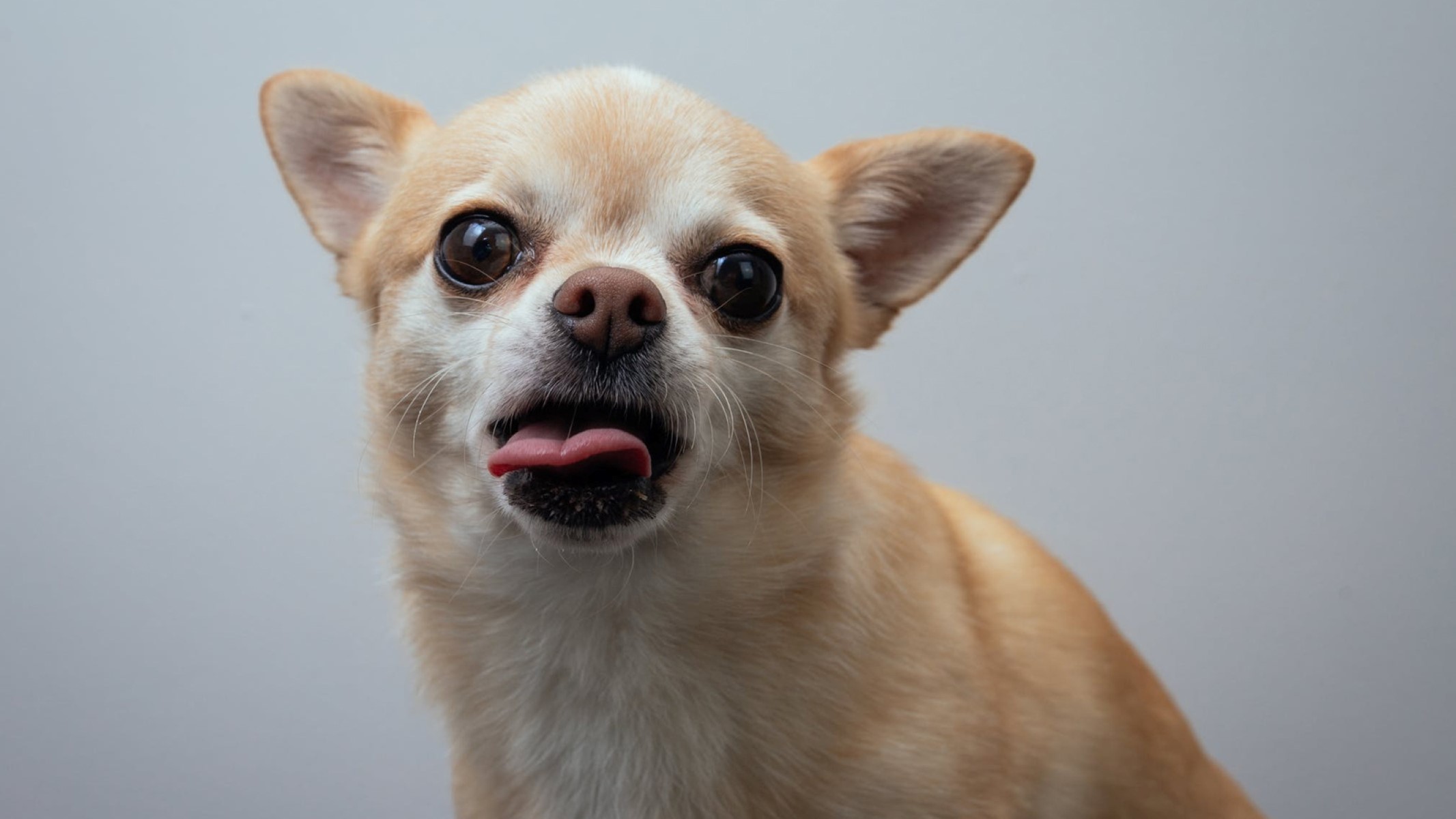 Shocking Revelation: Chihuahua’s Tongue Mysteriously Hangs Out Of Mouth!