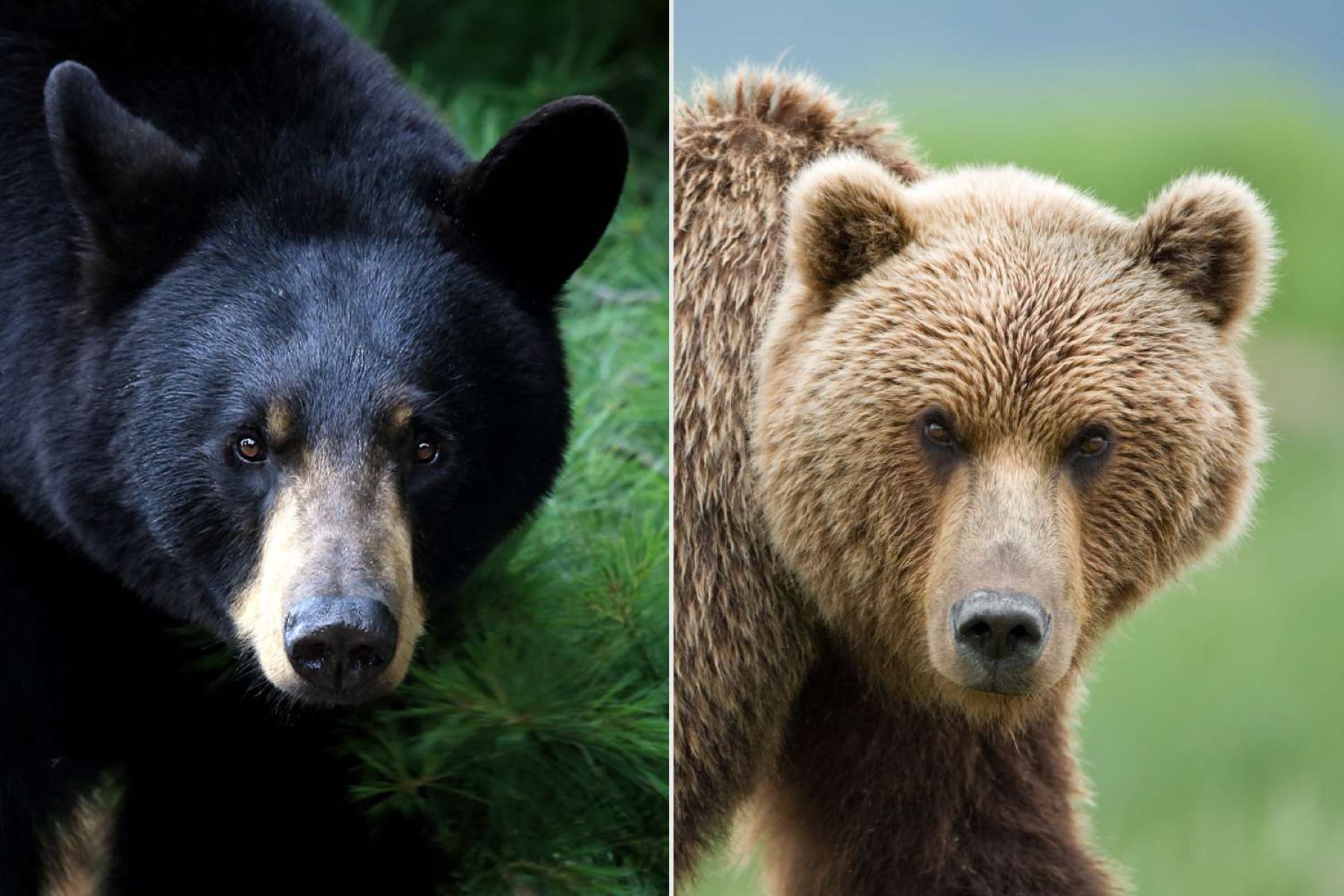 Shocking Truth: Black Bears Vs Grizzly Bears - Who's More Dangerous To Humans?