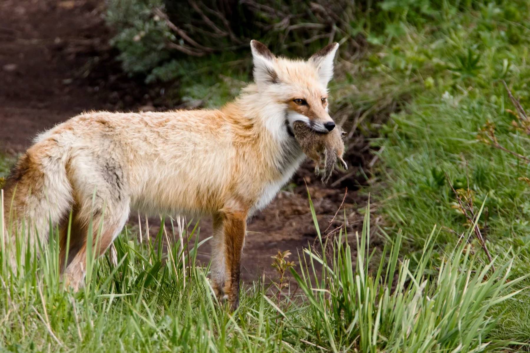 Shocking Truth: Foxes' Secret Diet Revealed!