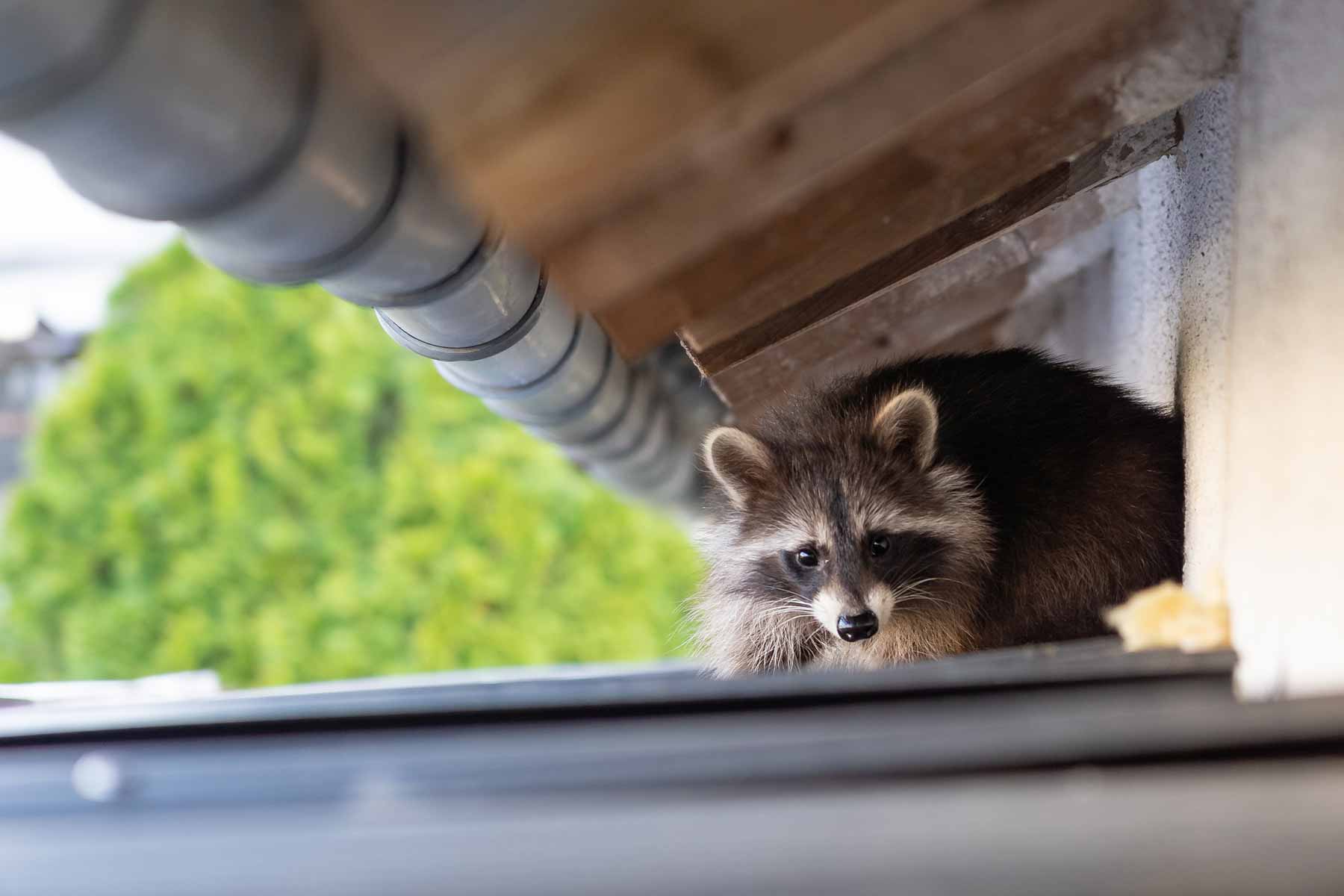 Surprising Cost Of Removing Raccoon Family From Chimney And Cleanup Revealed!