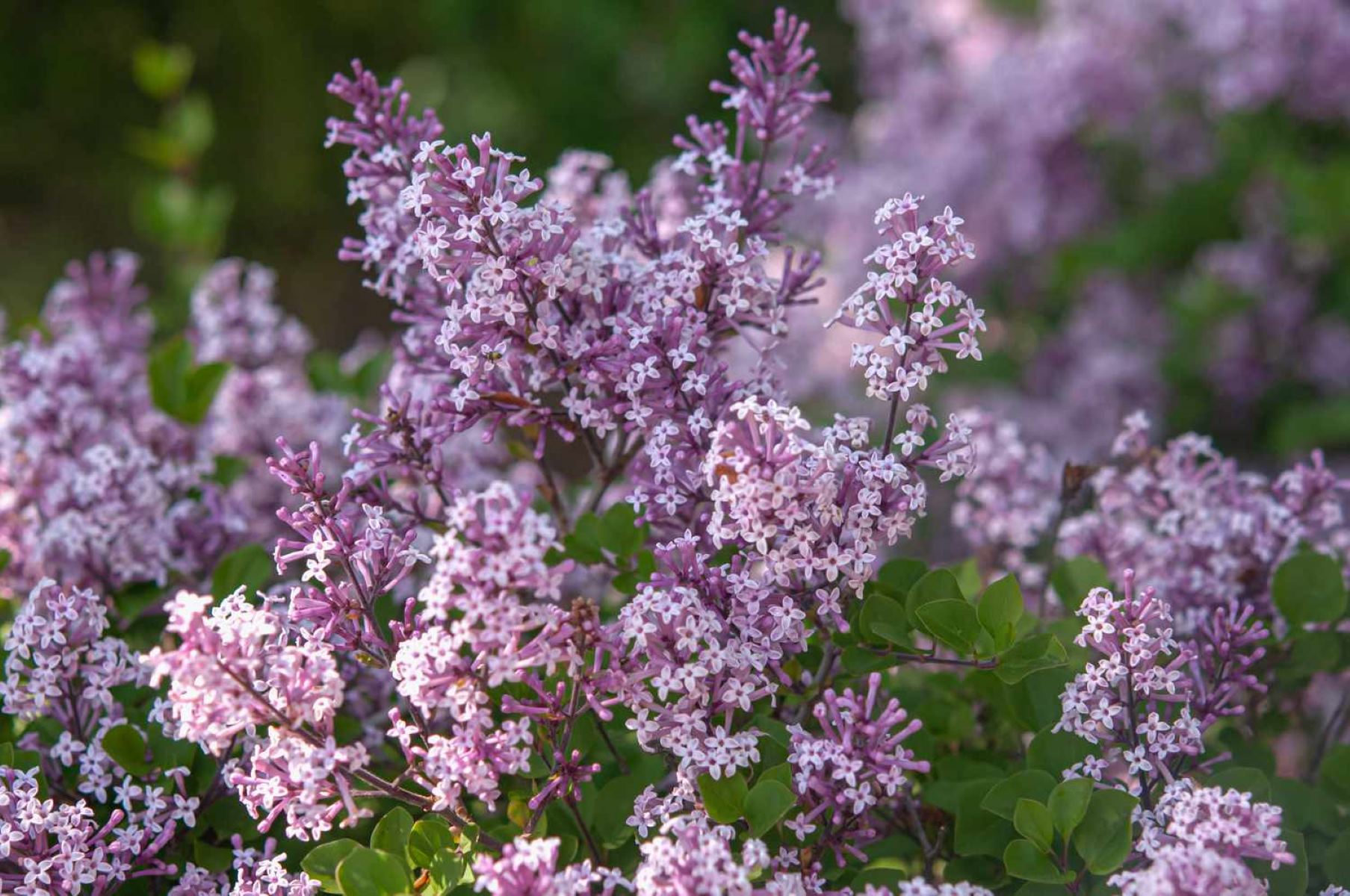 Surprising Discovery: Dwarf Korean Lilacs Drive Cats Wild With Delight!
