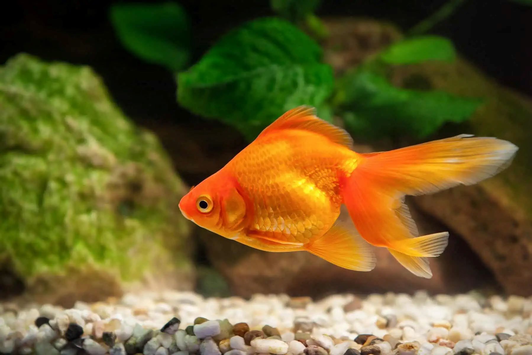 Surprising Food Choice For Goldfish: Tropical Fish Food!