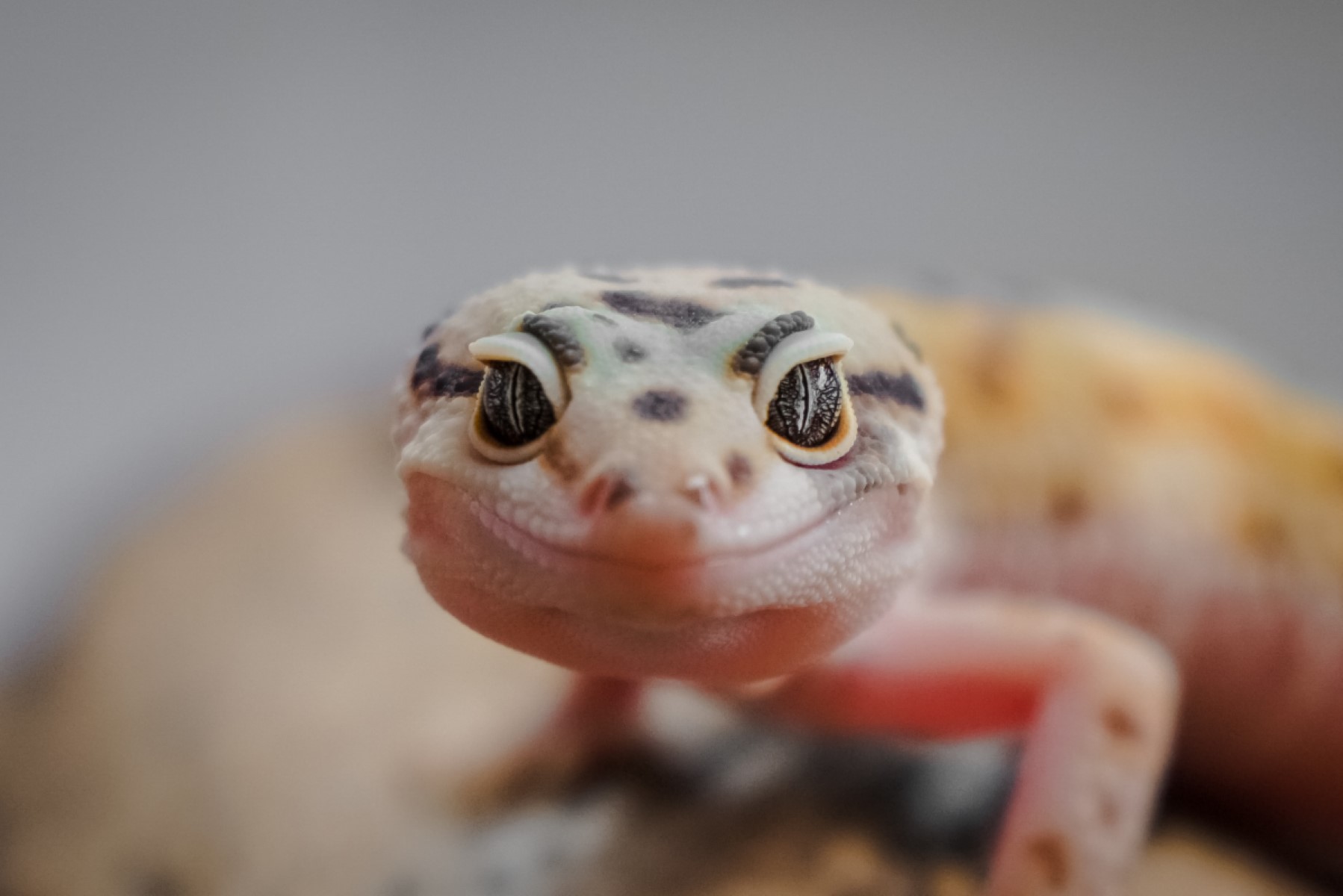 Surprising Leopard Gecko Encounter: Introducing 2 Adult Males Outside Their Tanks!