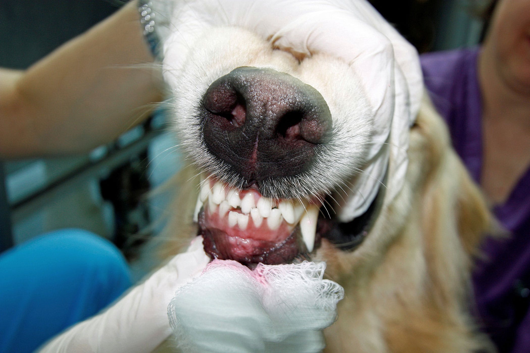 Surprising Outcome: Dog Loses Tooth During Playtime - Discover How To Soothe Their Gums!