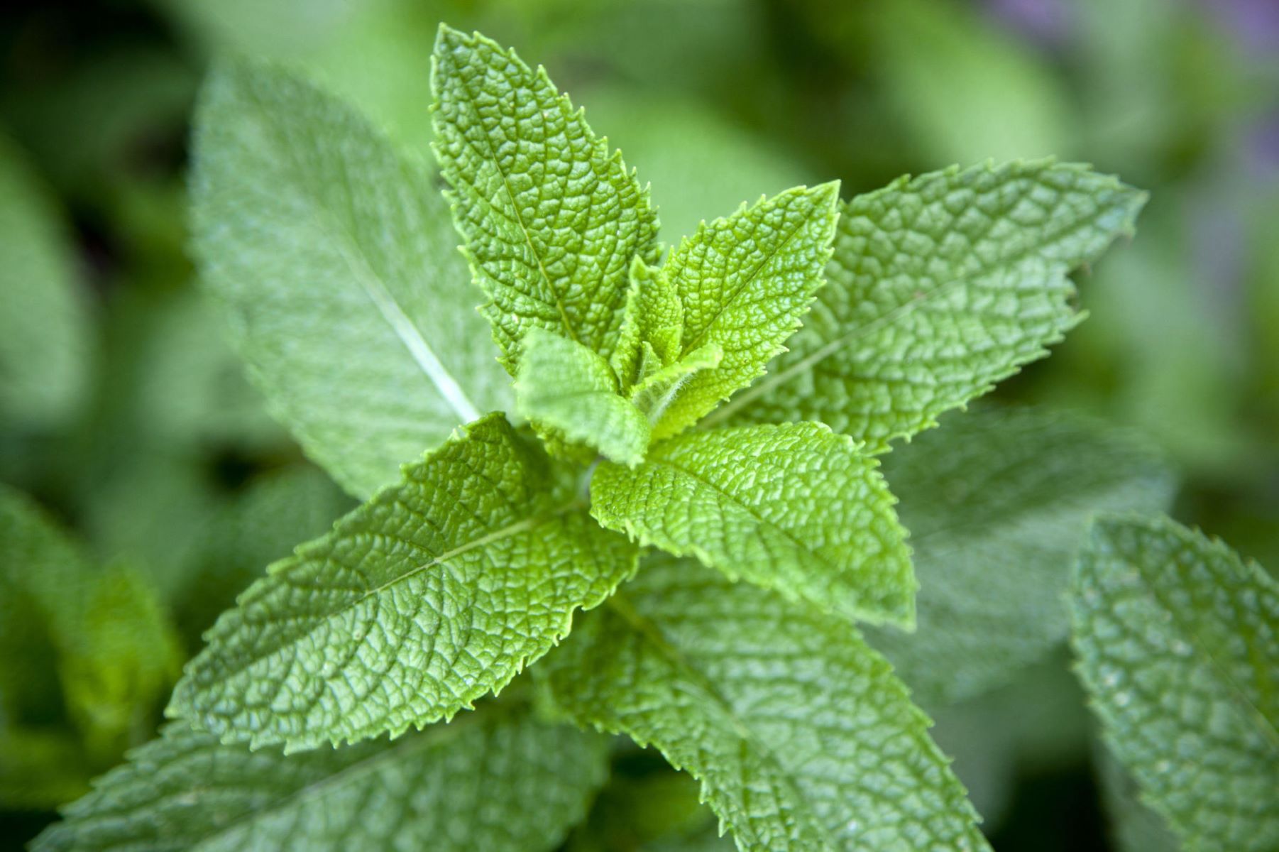 Surprising Substitute: Mint Instead Of Parsley In Your Recipes!
