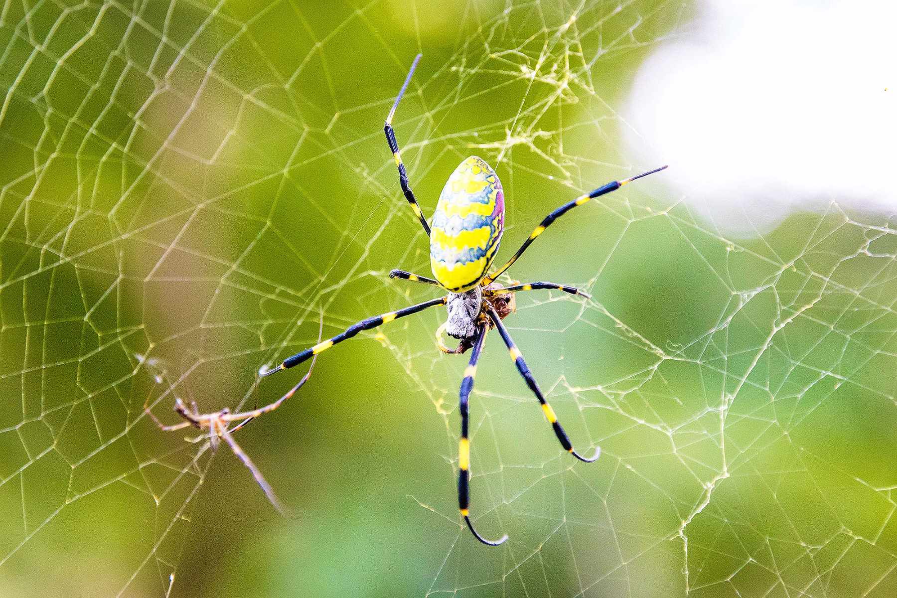 Surprising Truth: Are There No Native Spiders In Japan?