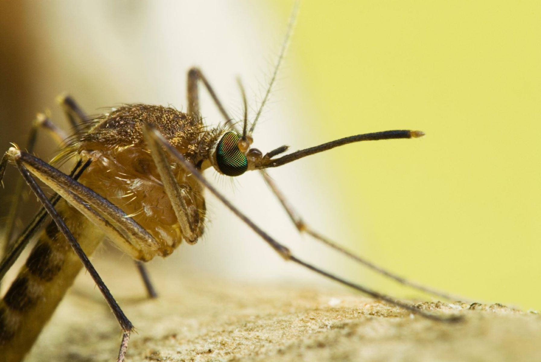 Surprising Truth: Birds And Other Predators Fall Victim To Mosquito Bites Too!