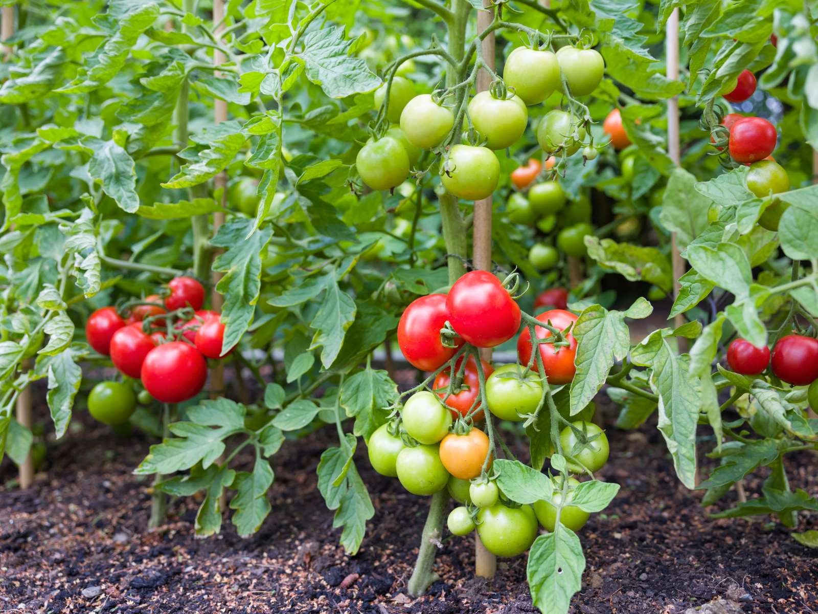 The Astonishing Depths Of Tomato Plant Roots Revealed!