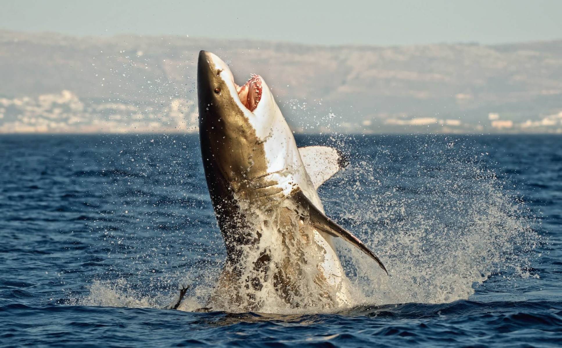 The Astonishing Survival Time Of Great White Sharks Out Of Water!