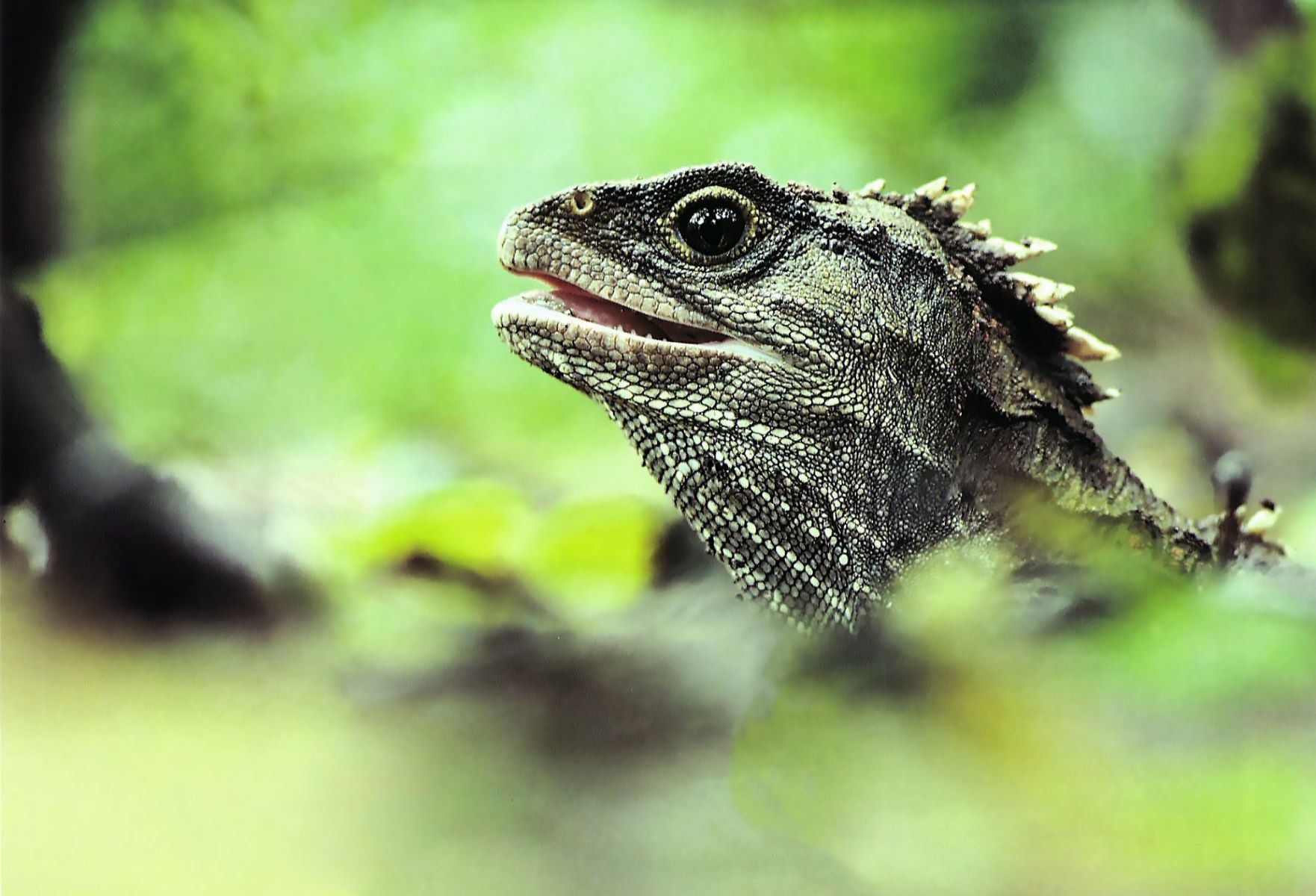 The Astonishing Truth: Lizard's Survival Secret Revealed!