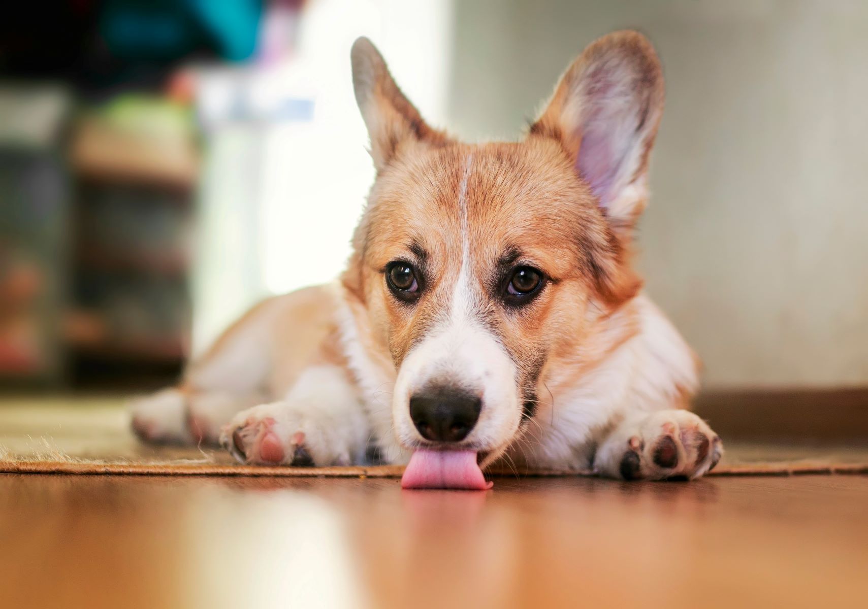 The Best Pet-Safe Bug Repellent For Your Dog's Licking Habit