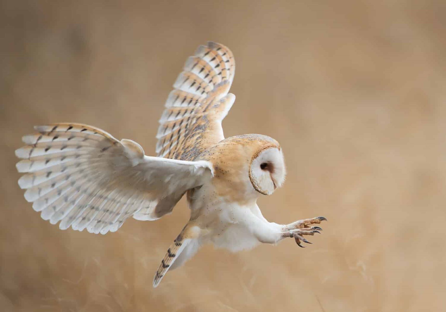 The Biblical Symbolism Of Owls: Revealing Hidden Meanings