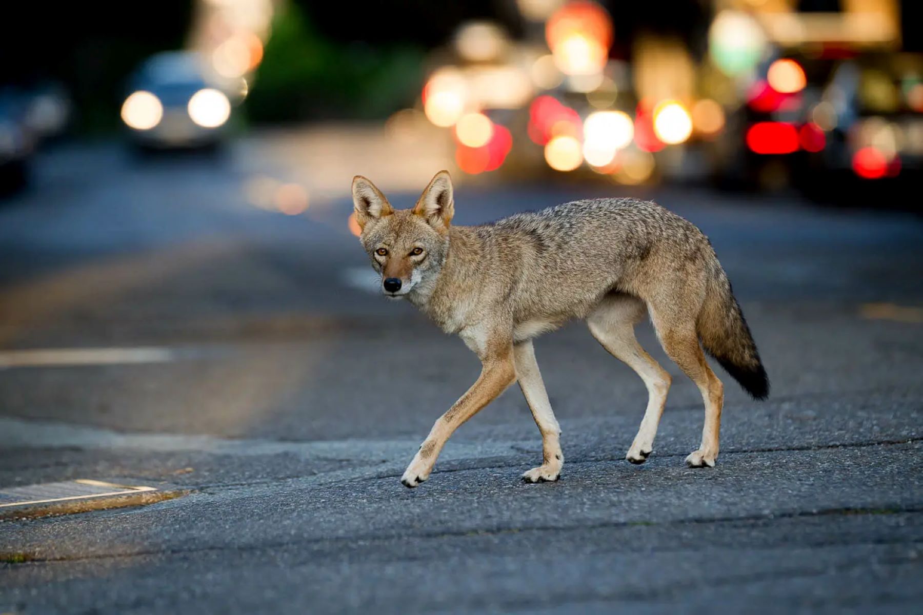 The Eerie Night Calls Of A Lone Coyote: Terrifying Sounds And Unseen Shadows Near Your Home!