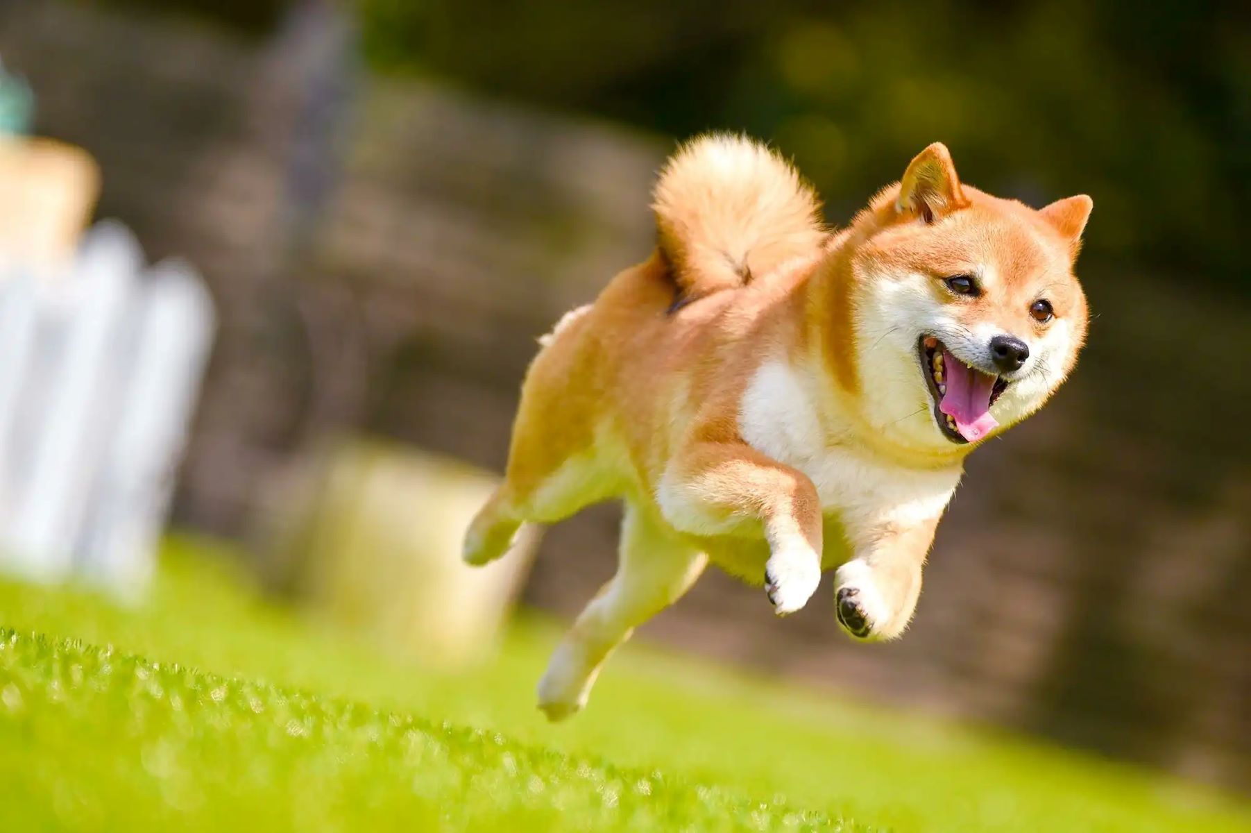 The Fascinating Secret Behind Japanese And Korean Dogs' Curly Tails!