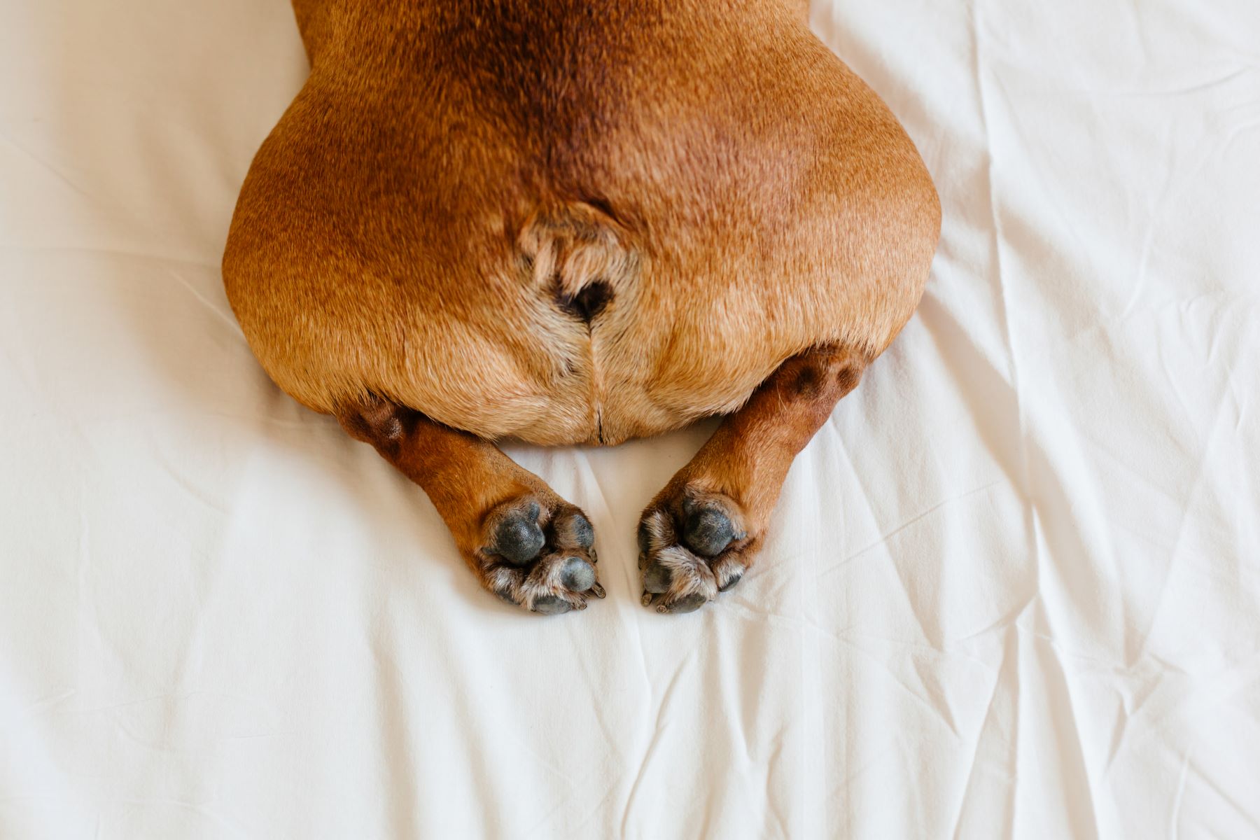The Fascinating Truth About French Bulldogs' Tails