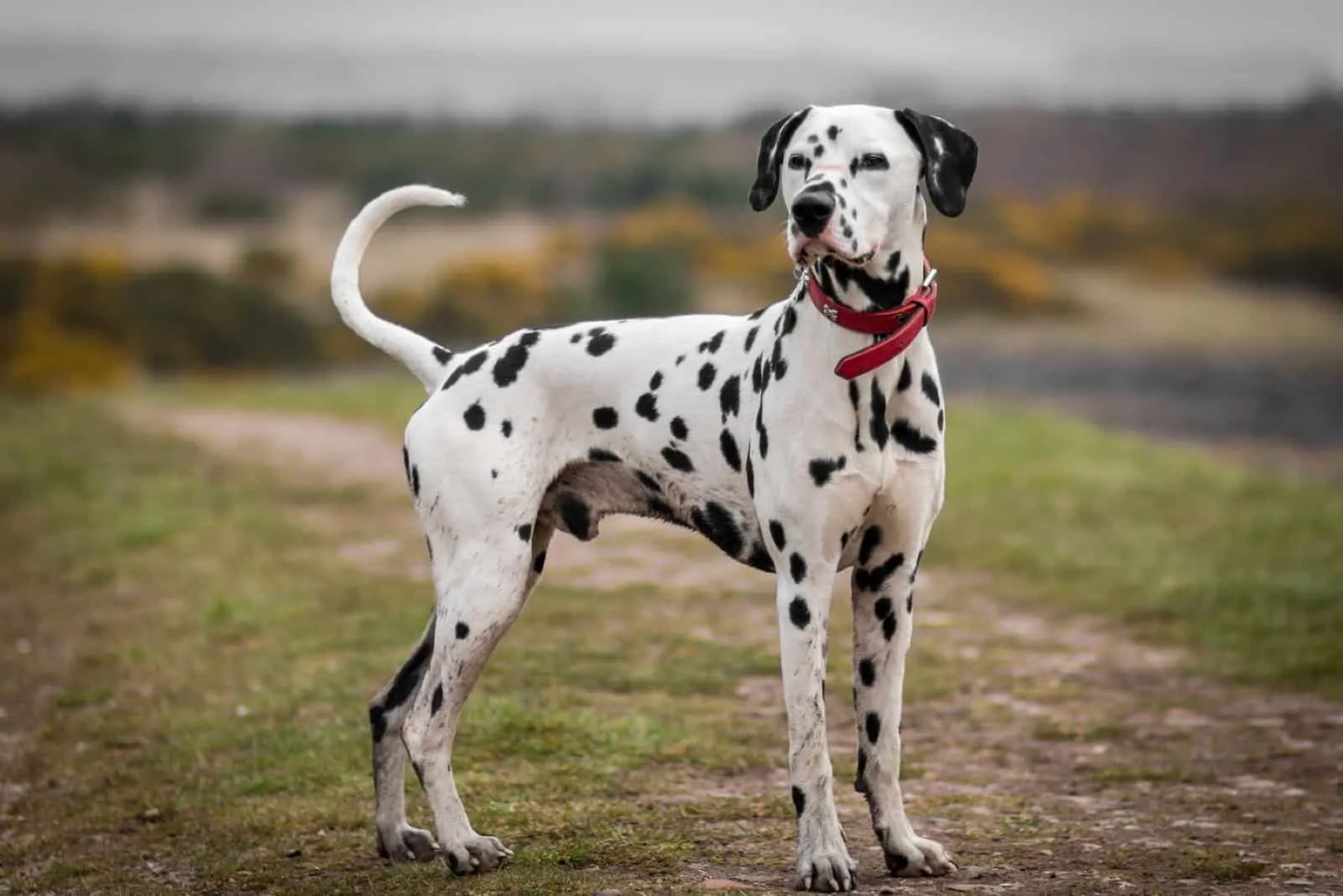 The Hidden Dangers Of Owning A Long Coated Dalmatian