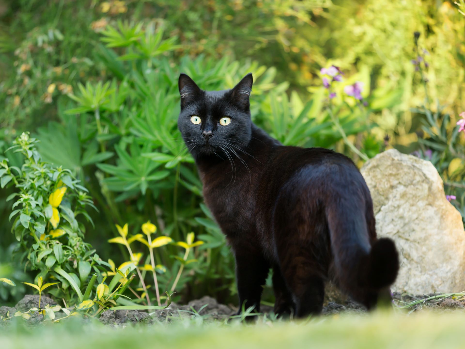 The Hidden Meaning Behind Dreaming Of A Black Cat