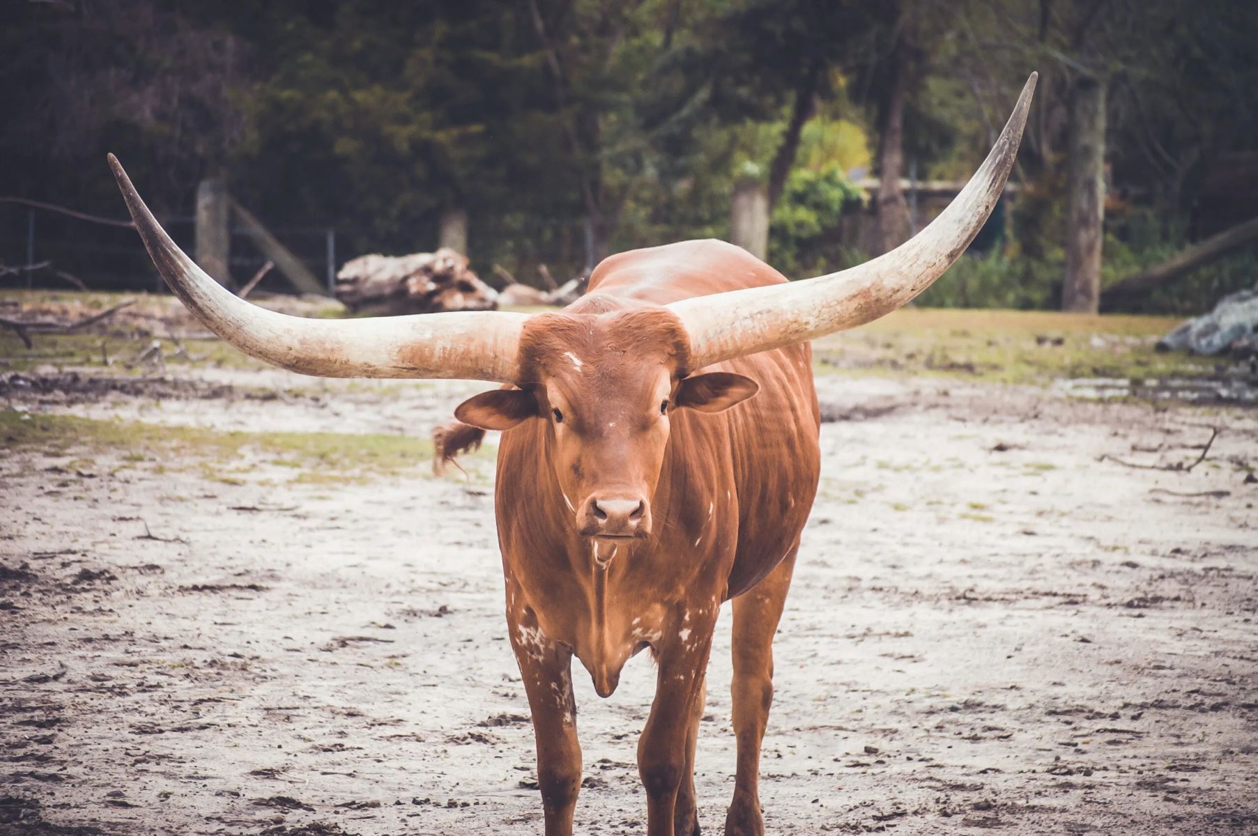 The Hidden Secret: Unveiling The Truth About Female Cow Horns