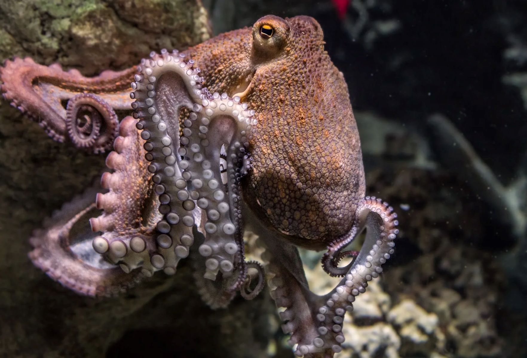 The Mind-Blowing Truth: Octopuses Have Multiple Stomachs!