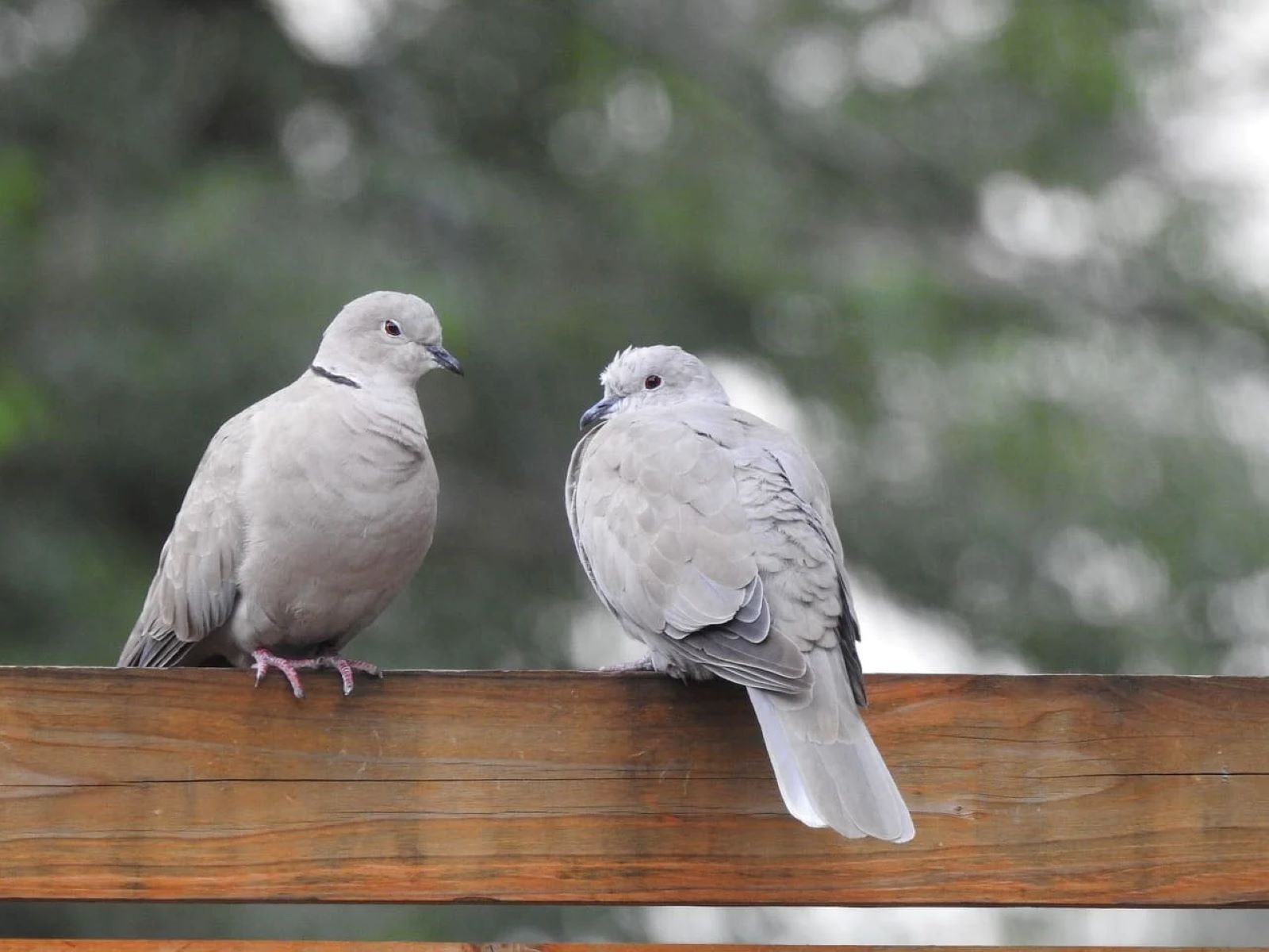 The Mysterious Significance Of Two Grey Doves Revealed!