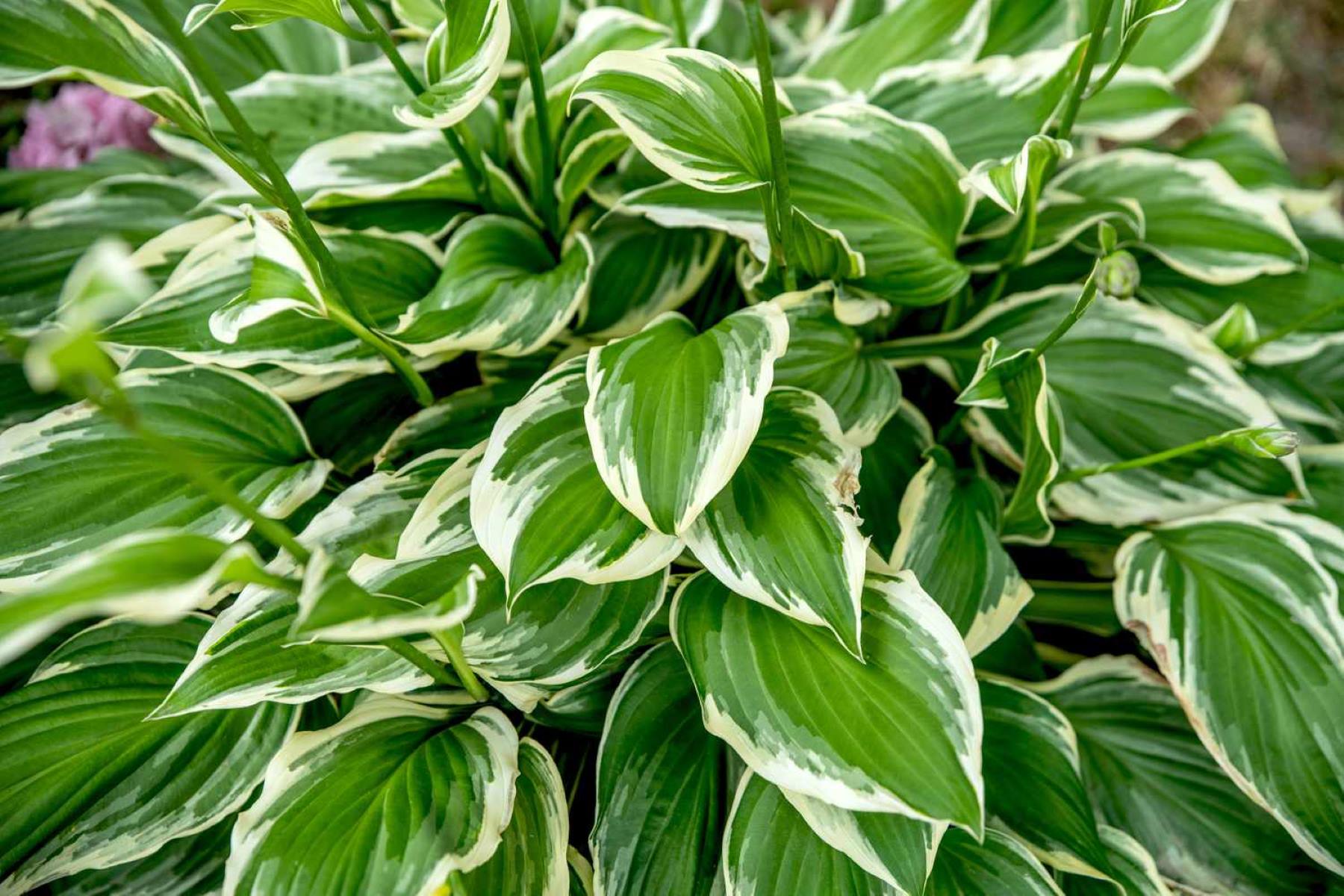 The Perfect Hosta Variety For Beginner Gardeners: Easy, Beautiful, And Foolproof!