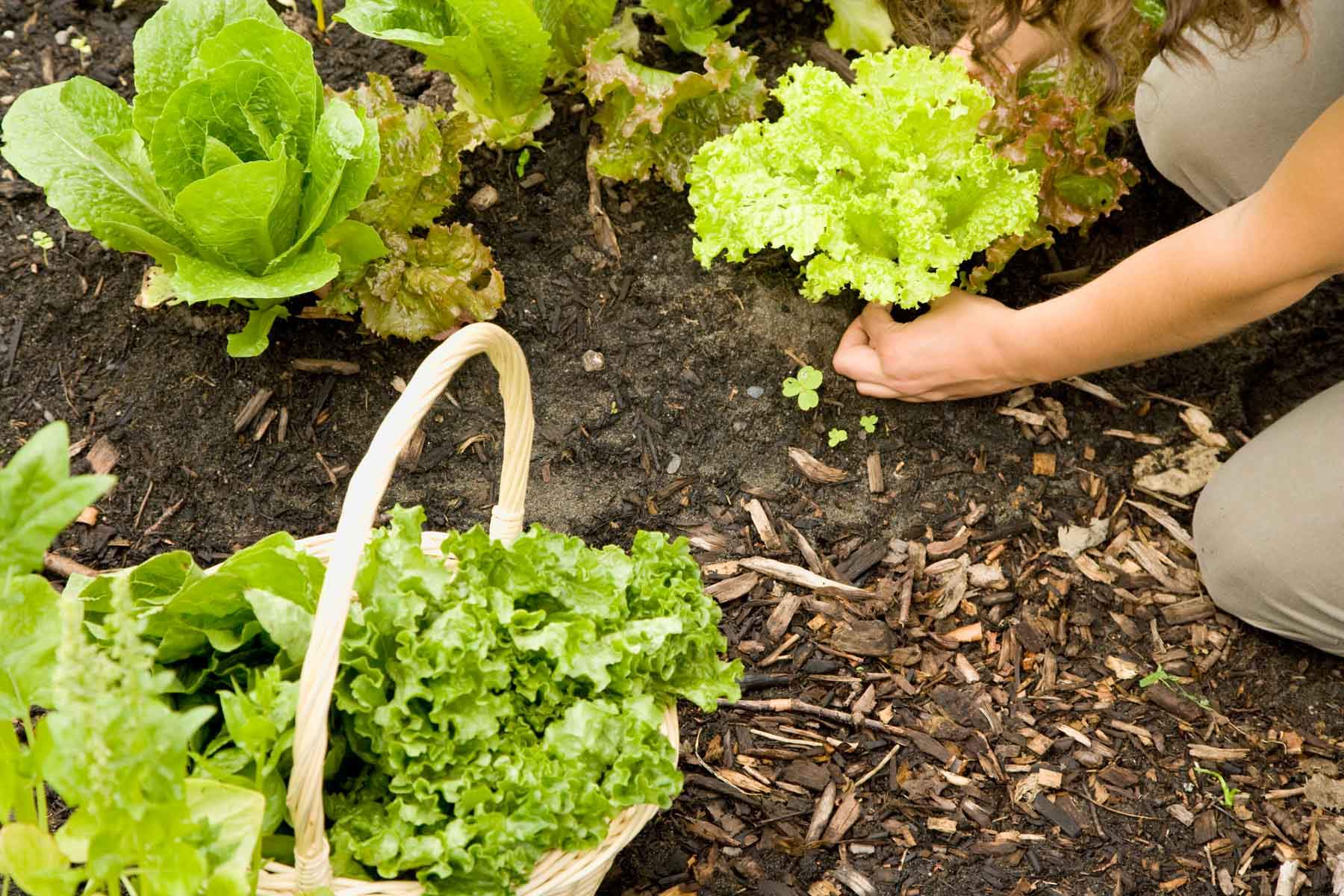 The Perfect Time To Harvest Lettuce From Your Garden!