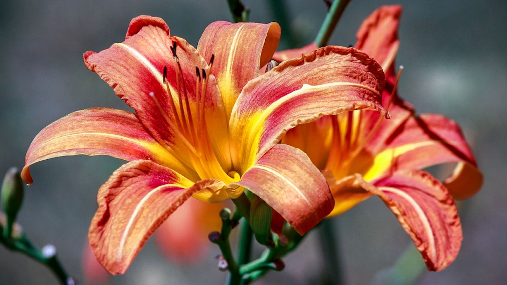 The Perfect Time To Plant Daylilies For Stunning Results!