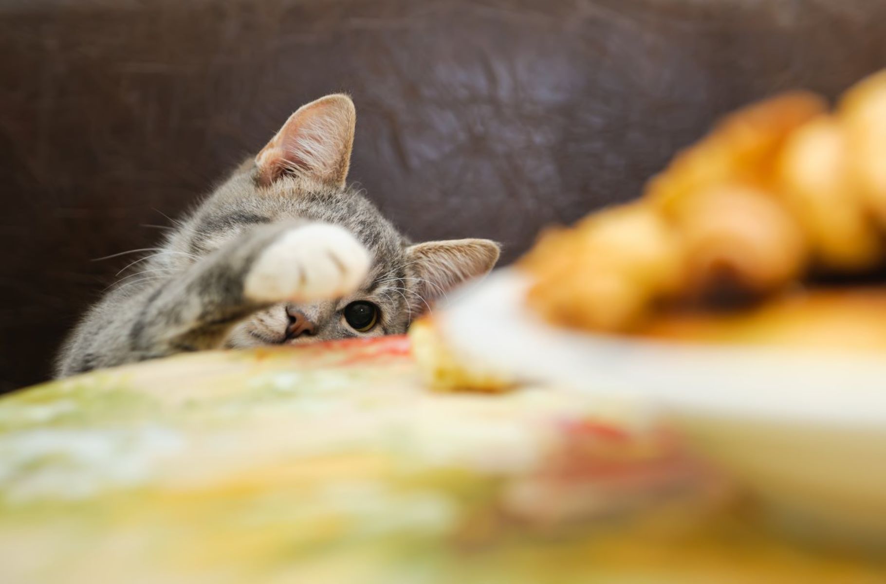 The Secret Behind Cats' Muffin-Making Obsession Revealed!