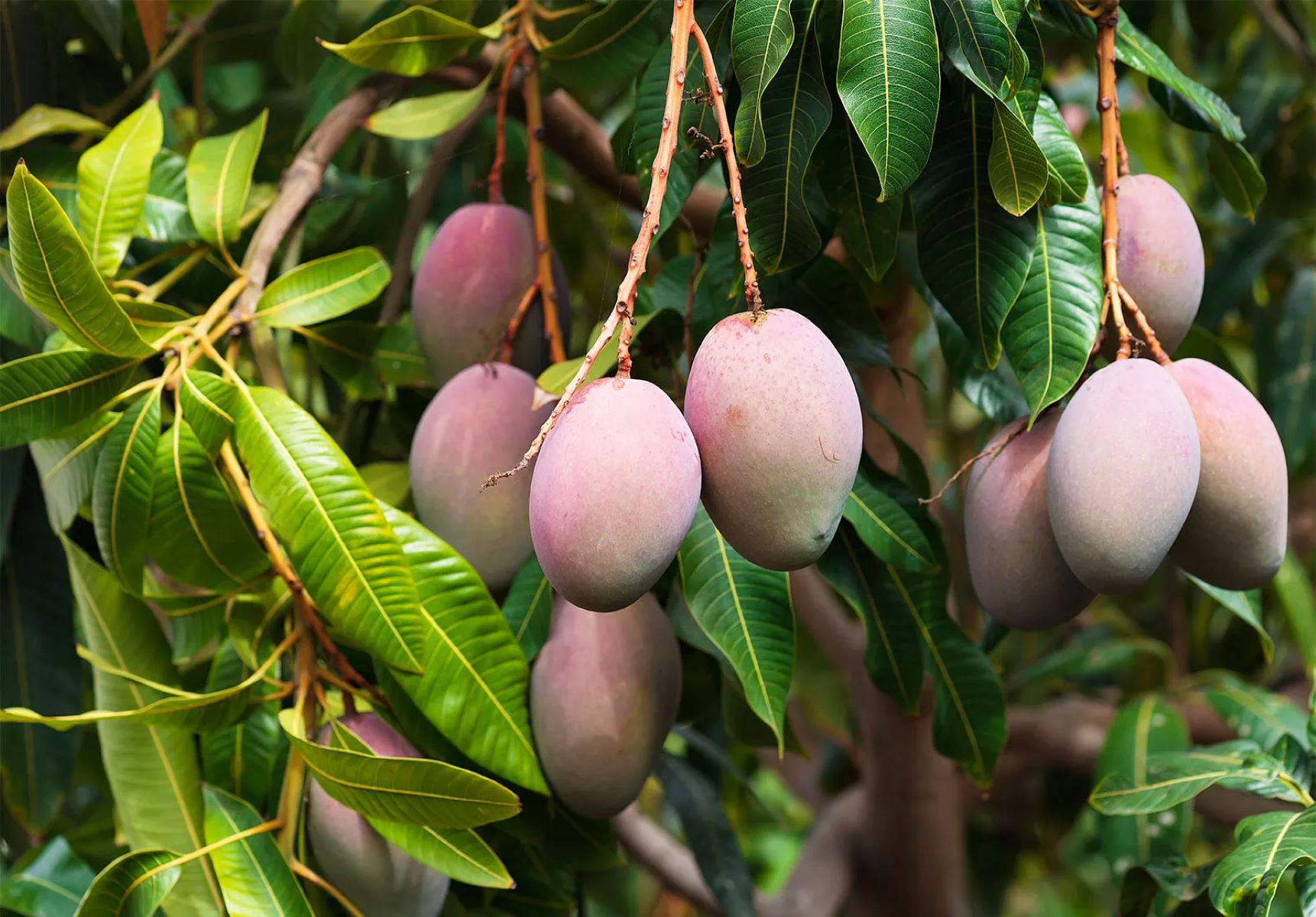 The Secret To Growing Seedless Mangoes Revealed!