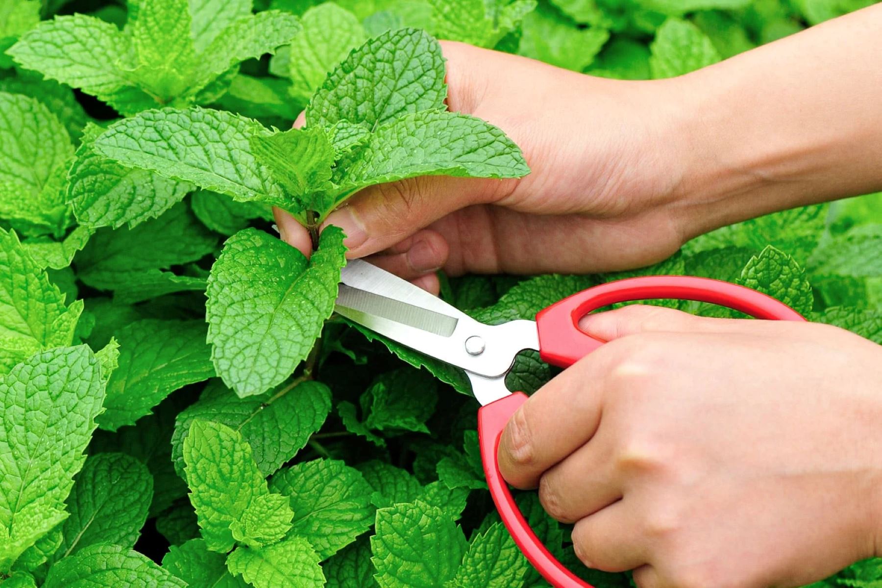 The Secret To Picking Mint Leaves For Continuous Growth