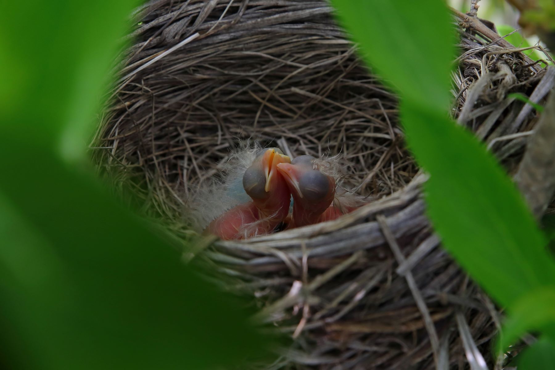 The Secret Way Baby Birds Stay Hydrated In Their Nests