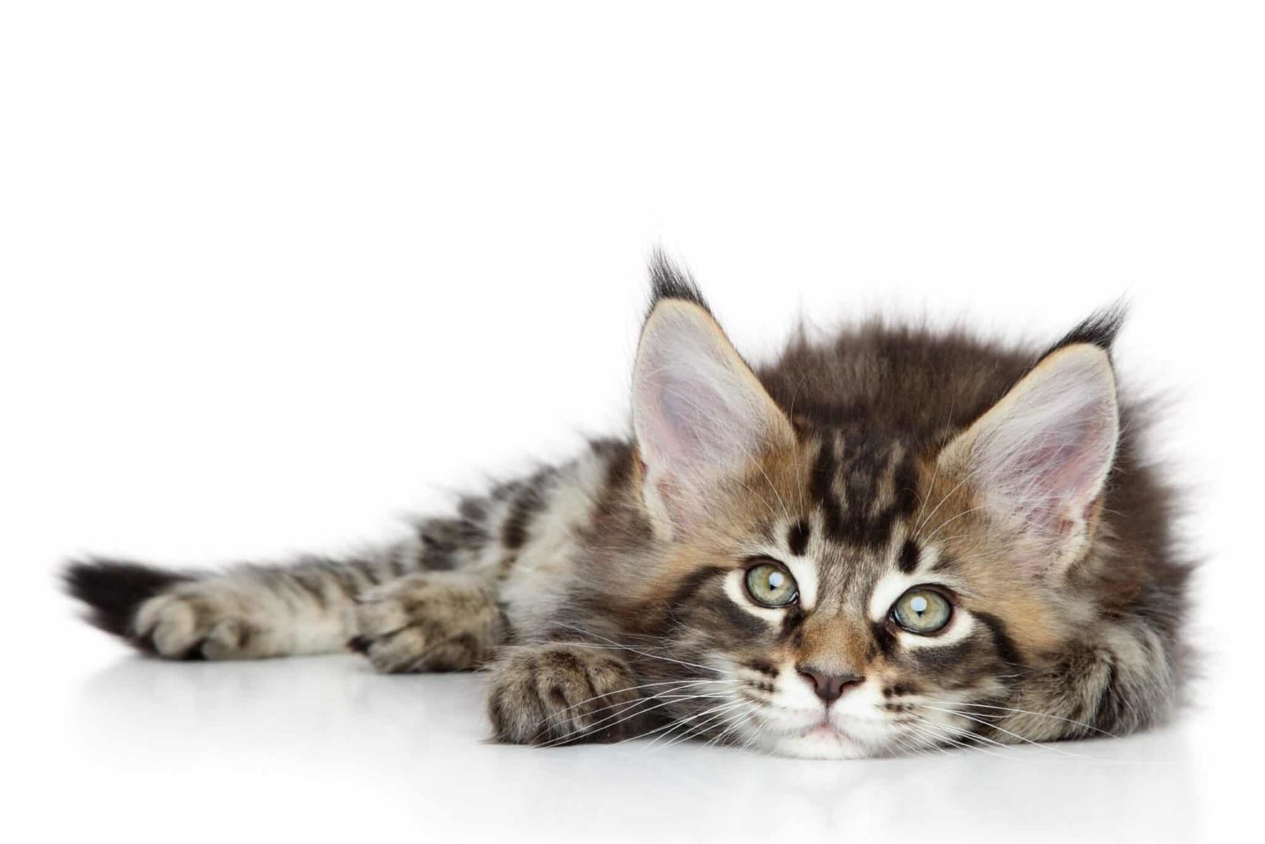 The Shocking Cost Of Owning A Maine Coon Cat In The USA