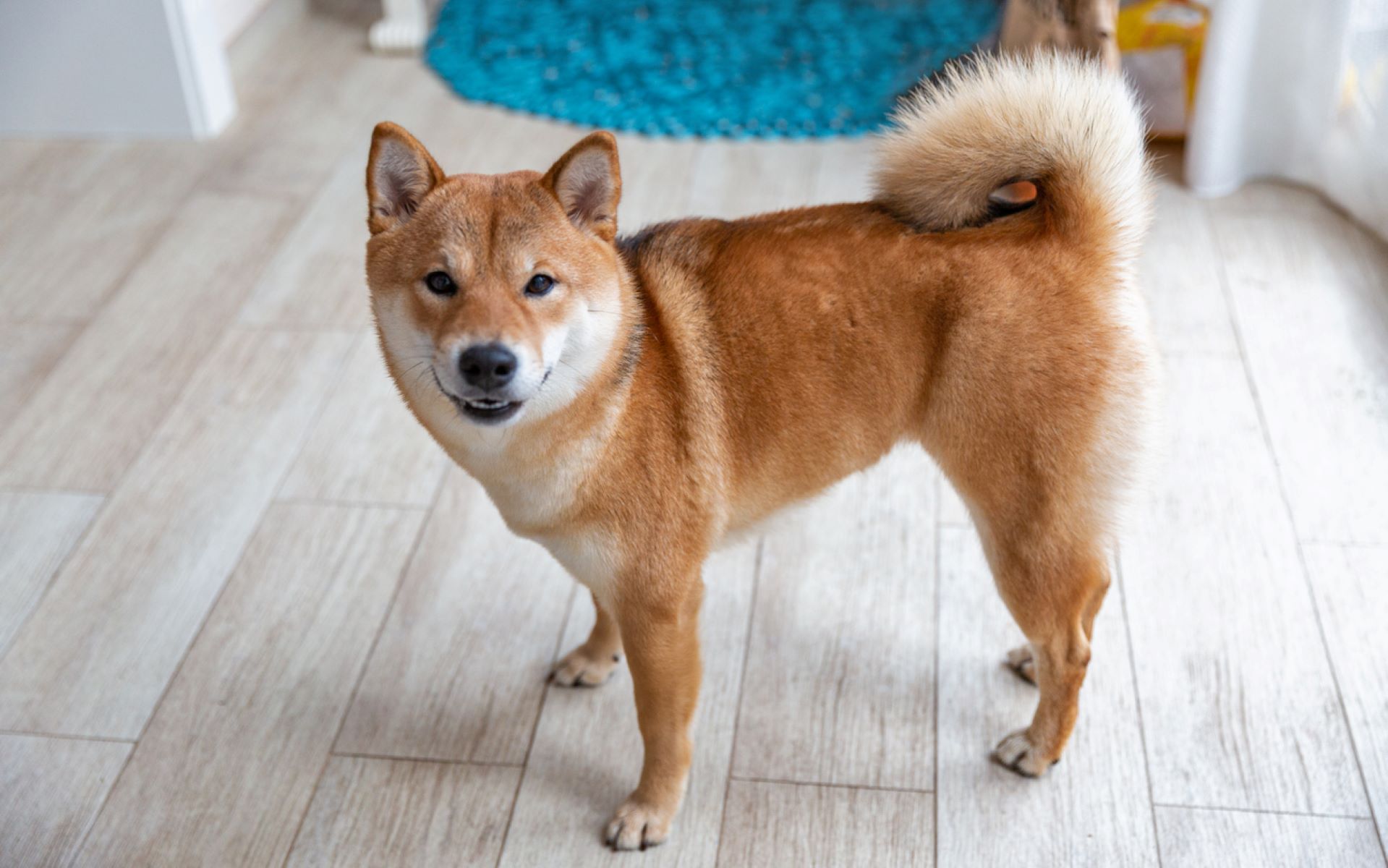 The Shocking Price Of Shiba Inus In Japan Revealed!