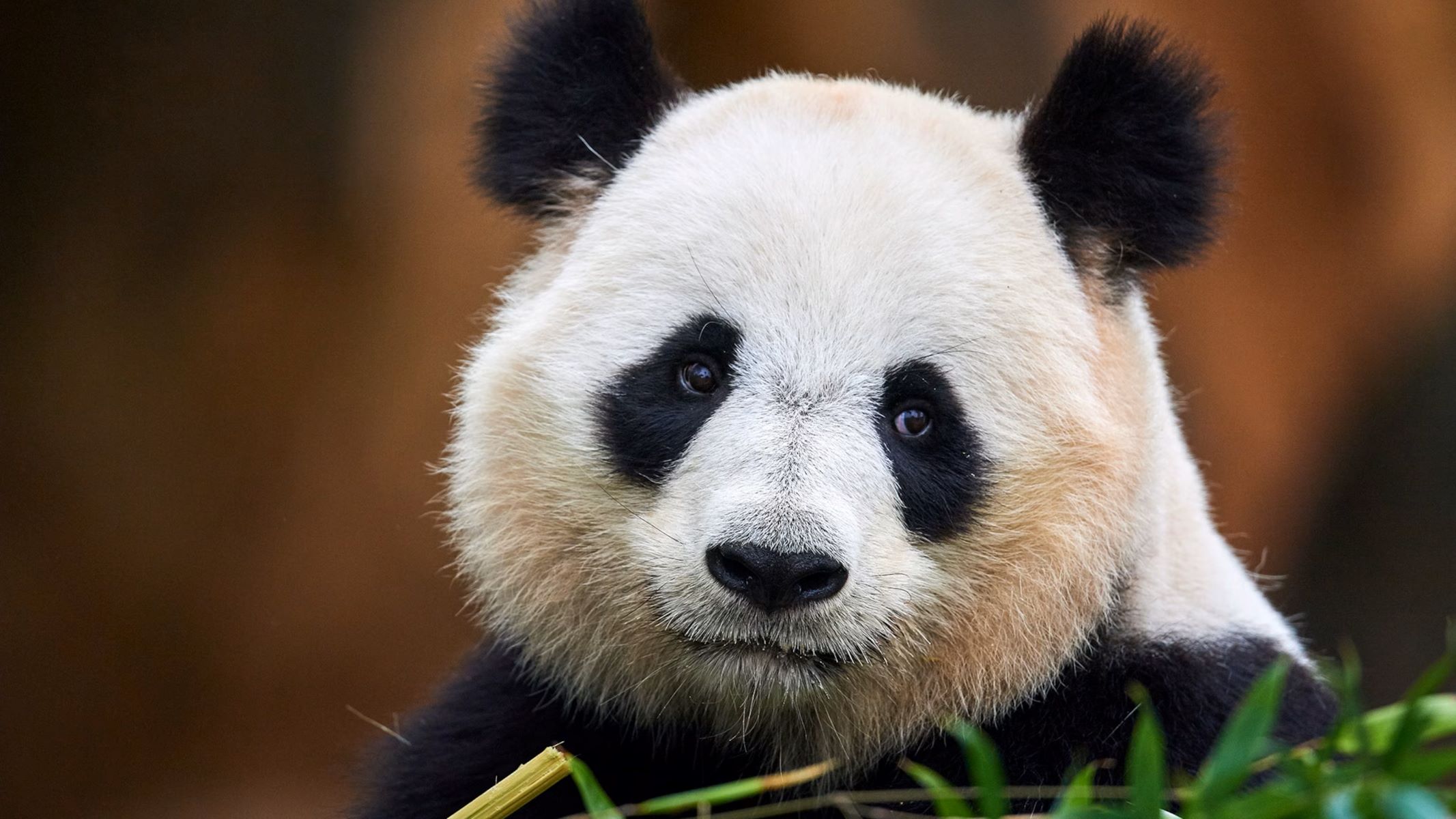 The Shocking Price Tag Of Owning A Panda Revealed!
