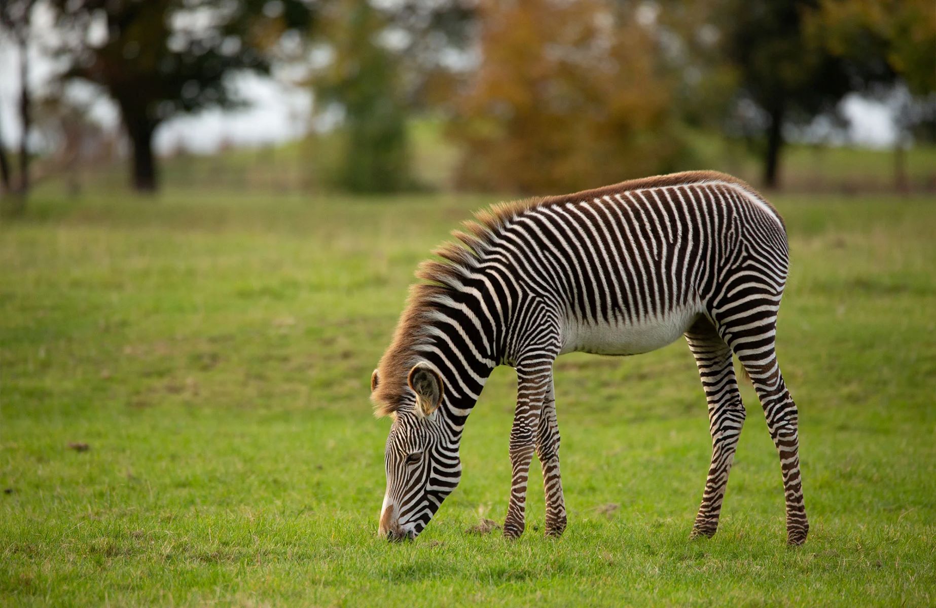 The Shocking Price Tag Of Owning A Pet Zebra!
