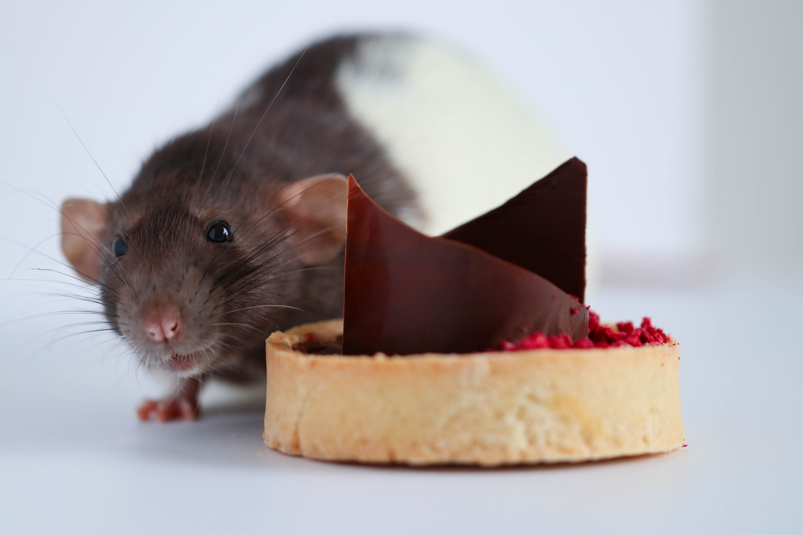 The Shocking Reason Why Chocolate Is Deadly For Mice
