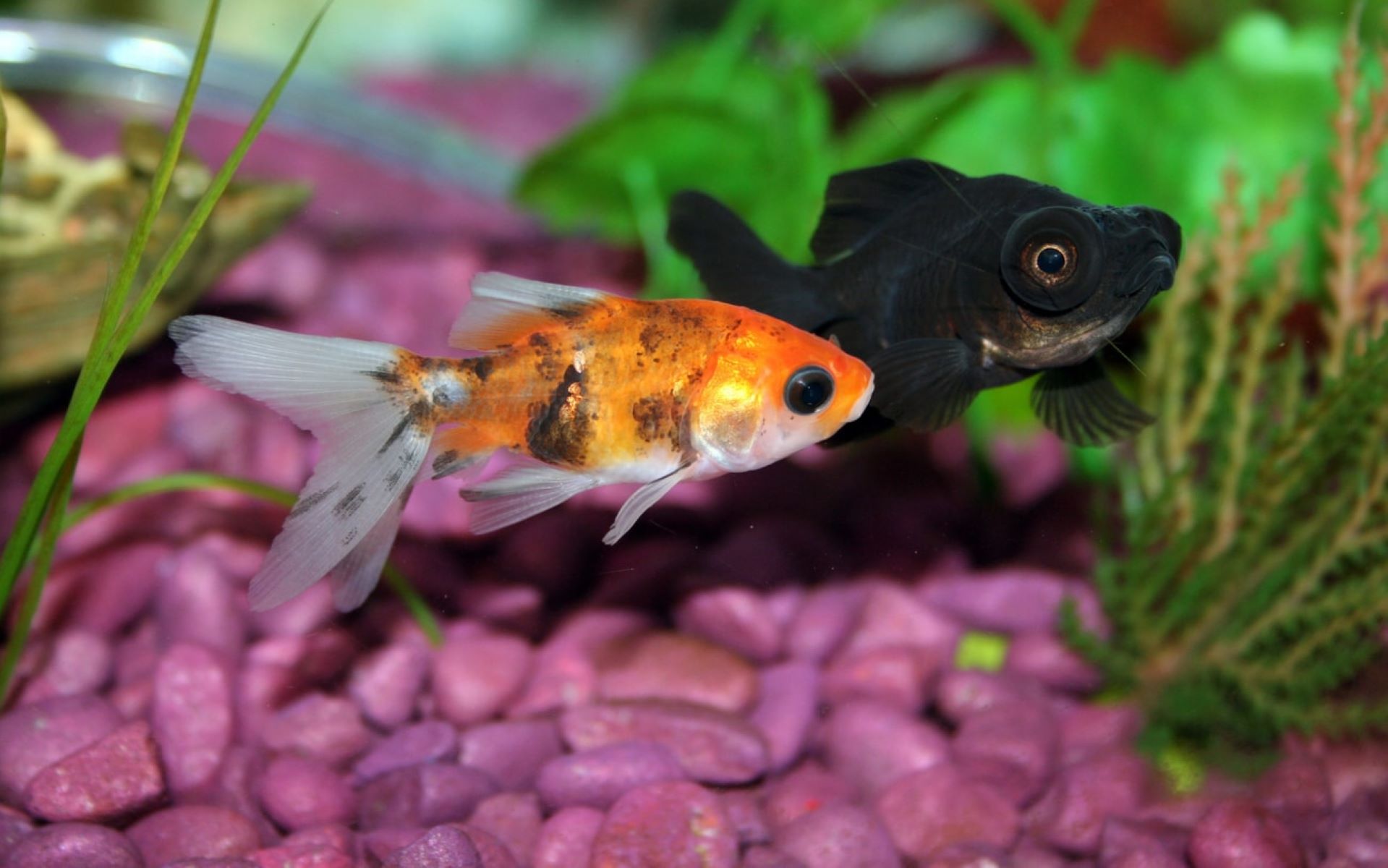 The Shocking Reason Why One Of My Goldfish Is Turning Black While The Other Isn’t!