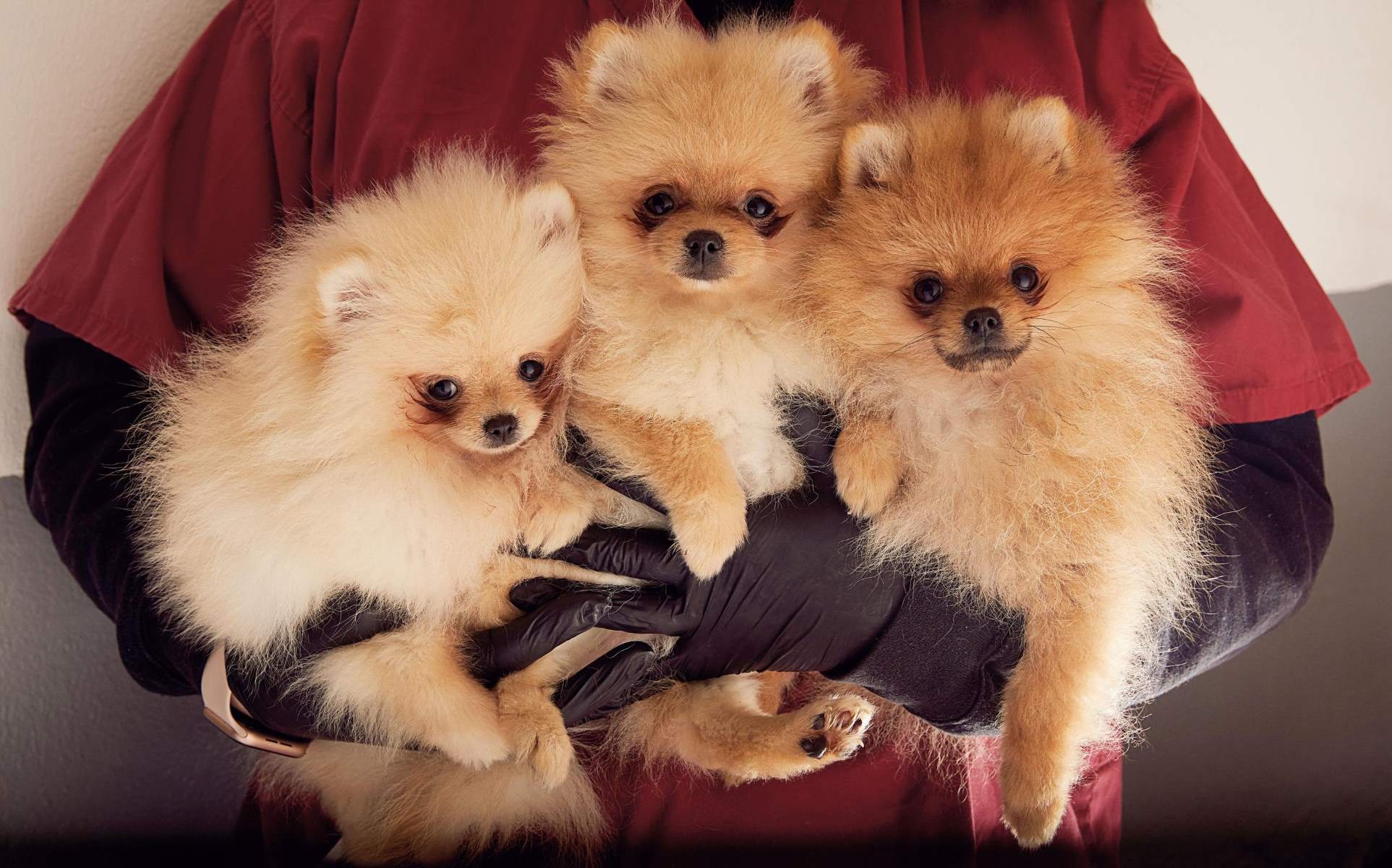 The Shocking Truth About Aggression In Pomeranians