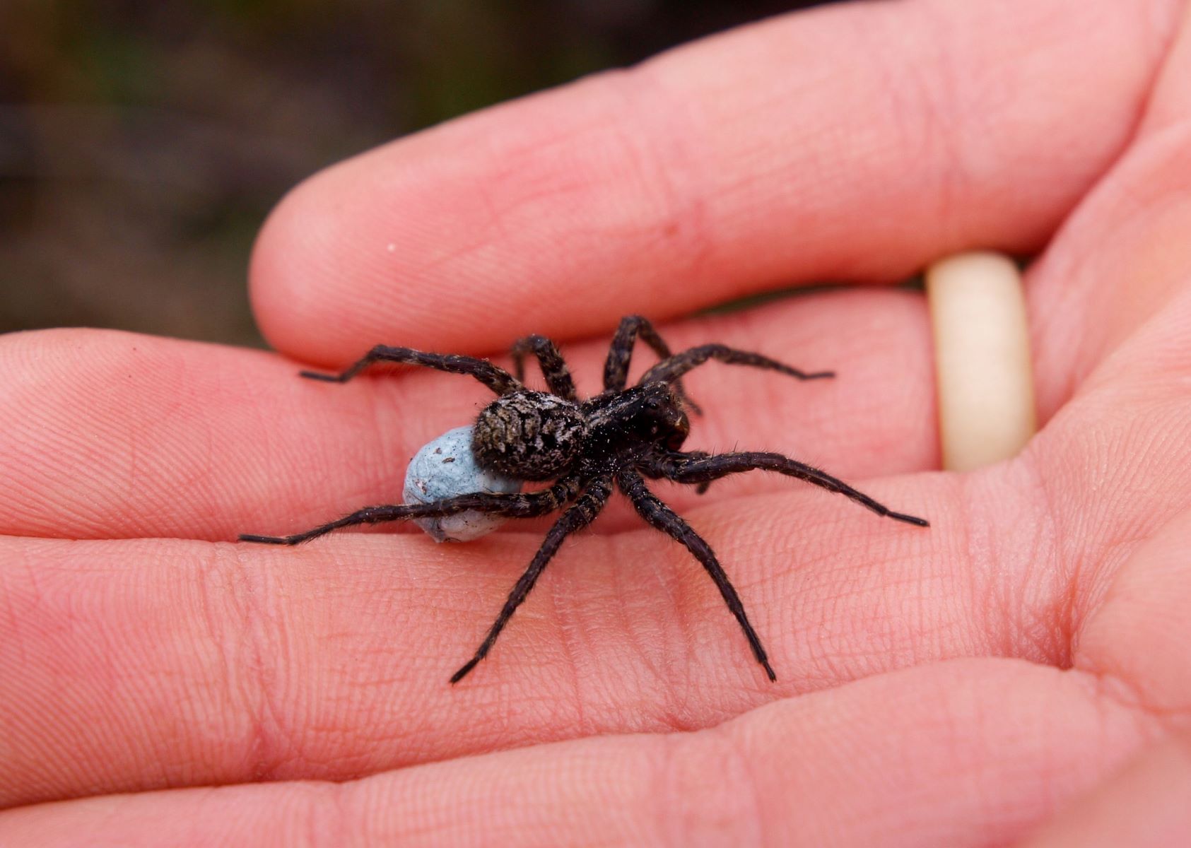 The Shocking Truth About Deadly Black Spiders With White Spots