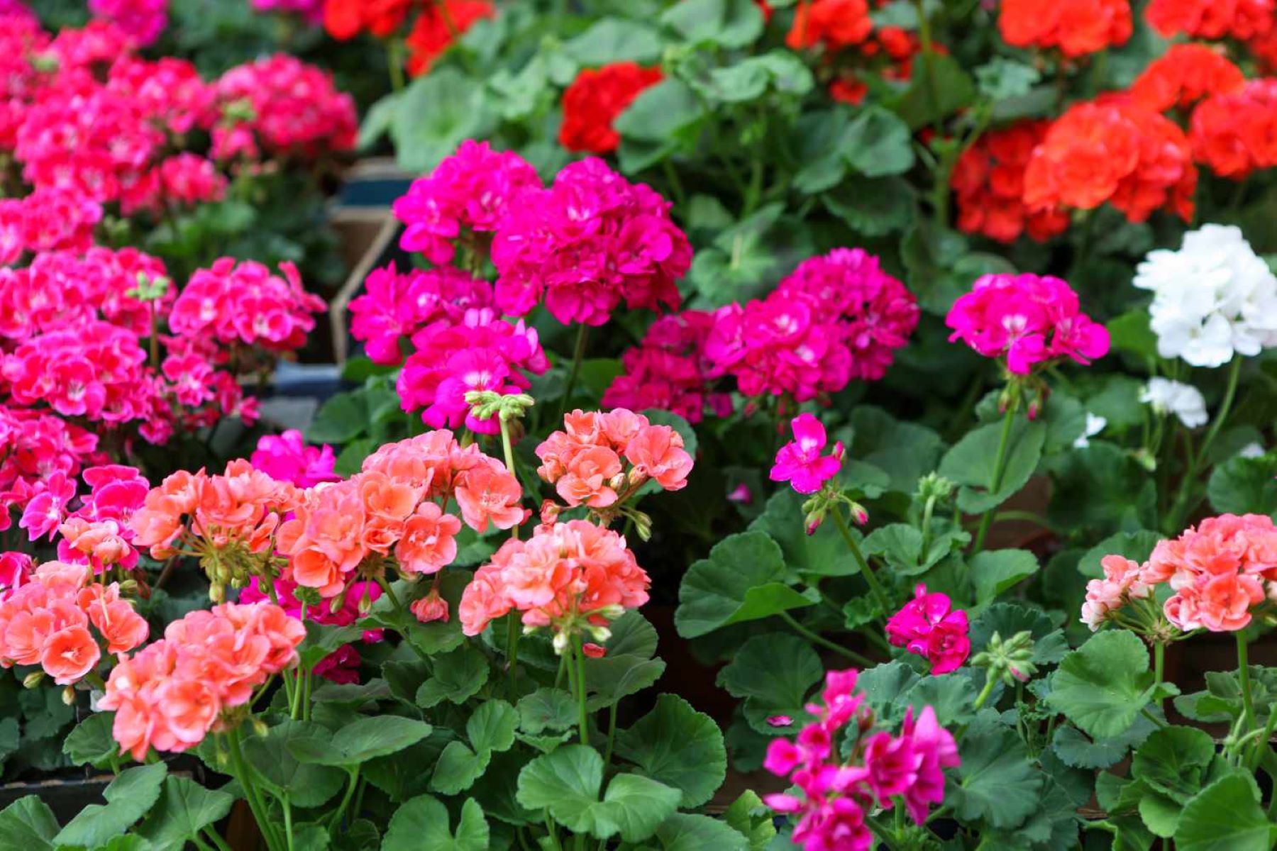 The Shocking Truth About Geraniums: Unveiling Their Deadly Secrets