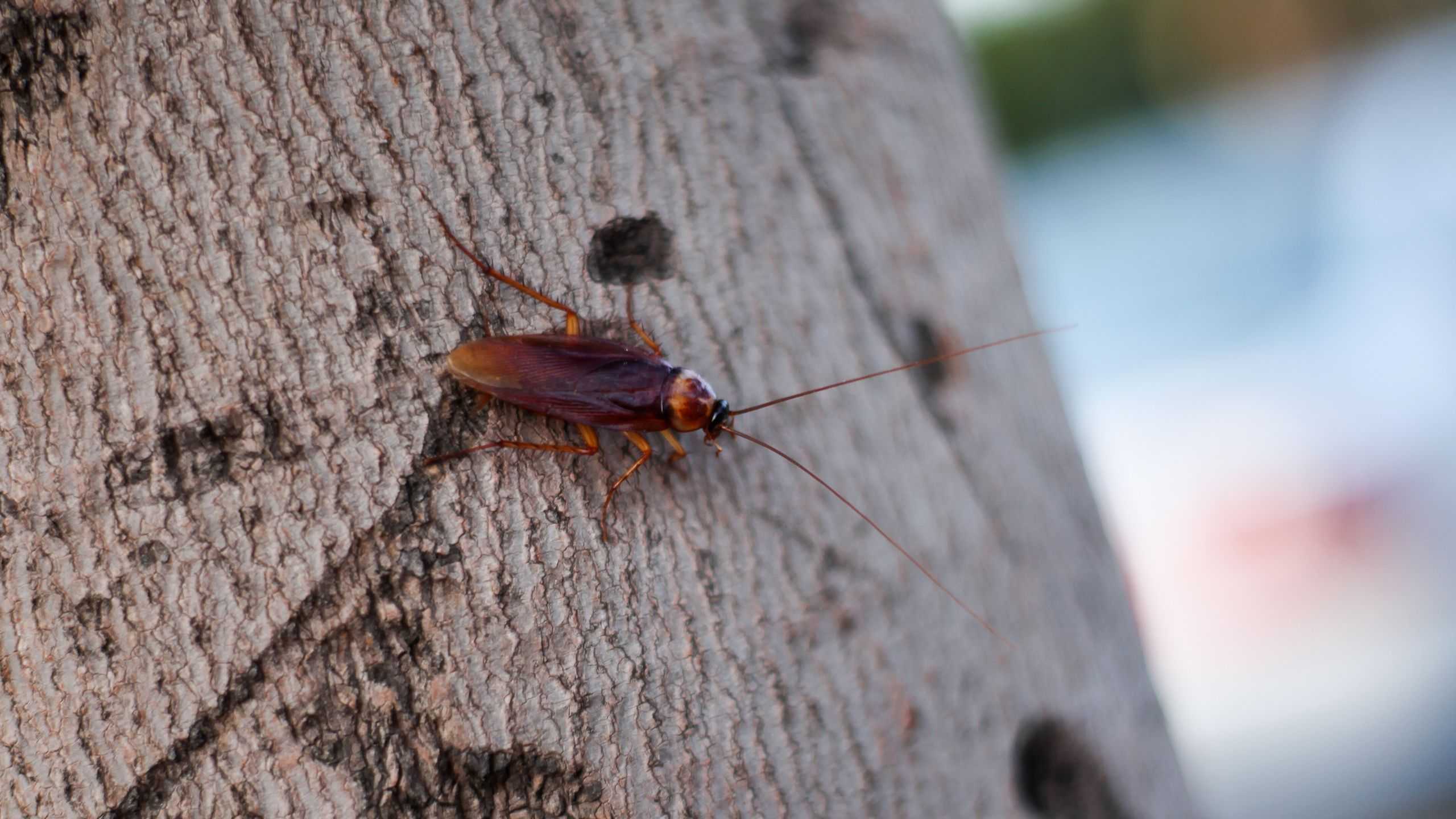 The Shocking Truth About Texas Tree Roaches!
