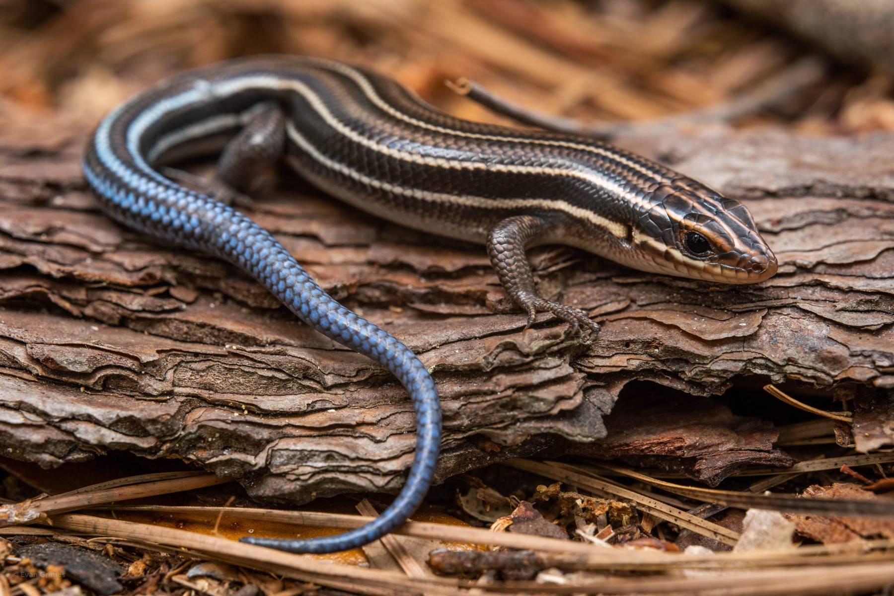The Shocking Truth: Skink Lizards And Their Deadly Poison