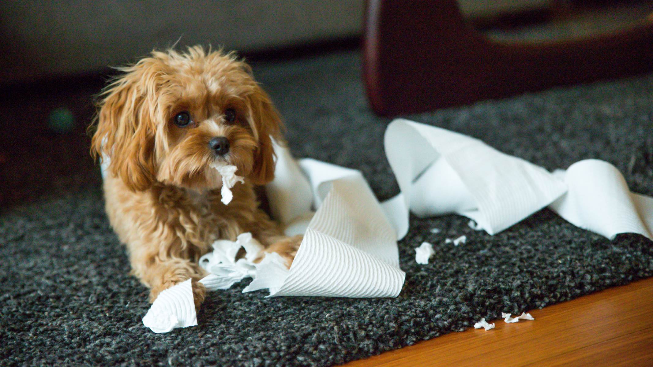 The Shocking Truth: The Hidden Dangers Of Dogs Eating Paper Towels!