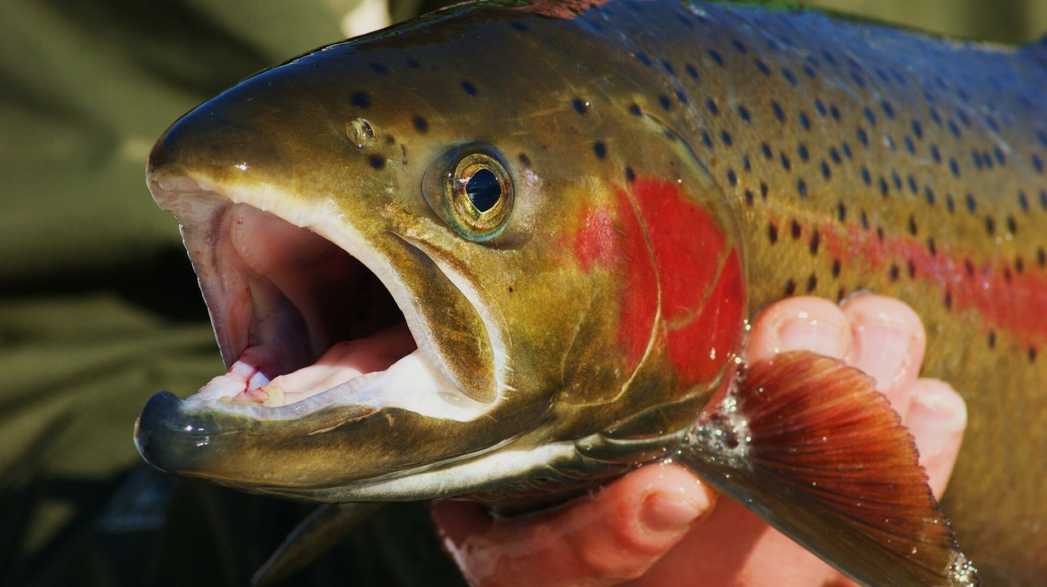 The Shocking Truth: You've Been Eating Steelhead Trout, Not Salmon!
