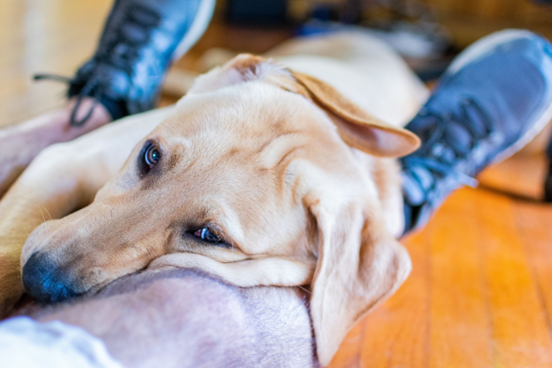 The Surprising Behavior Of Dying Dogs