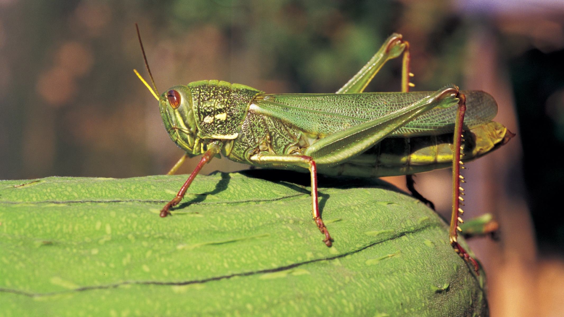 The Surprising Biblical Significance Of The Locust