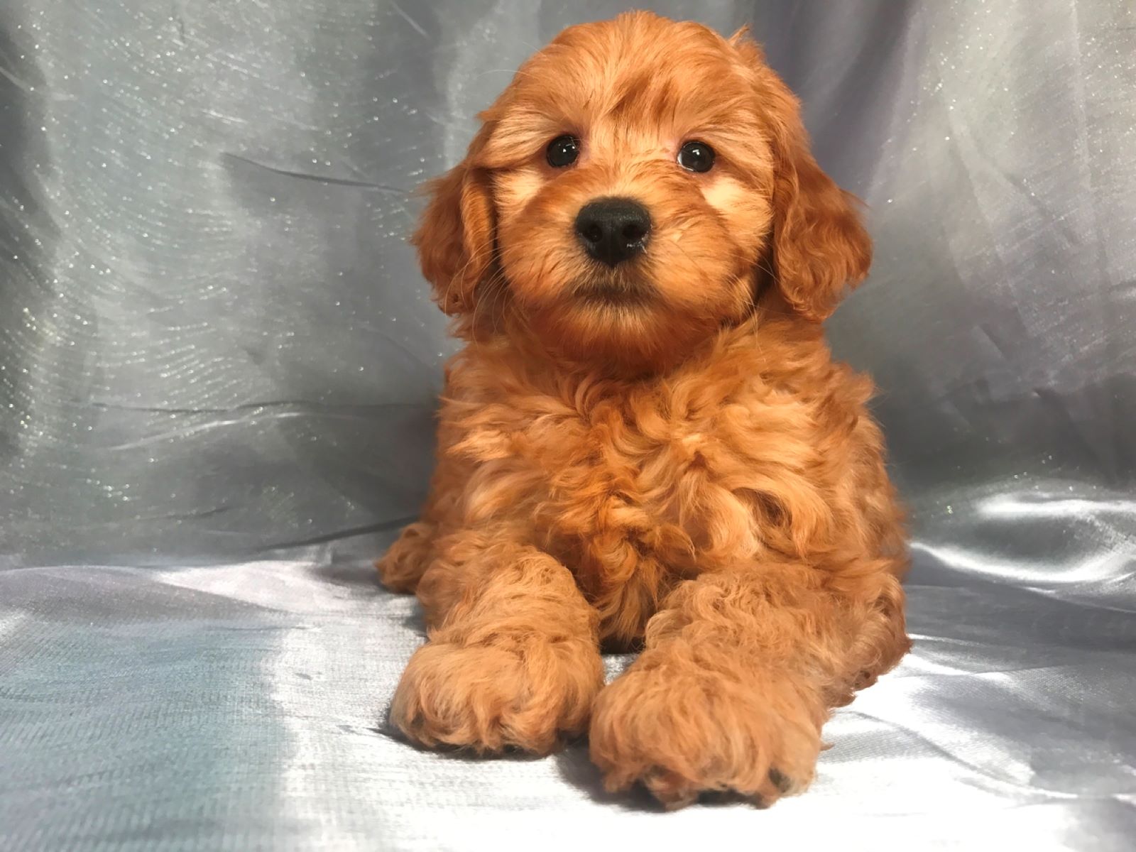The Surprising Cost Of A Miniature Goldendoodle Puppy From An Accredited Breeder
