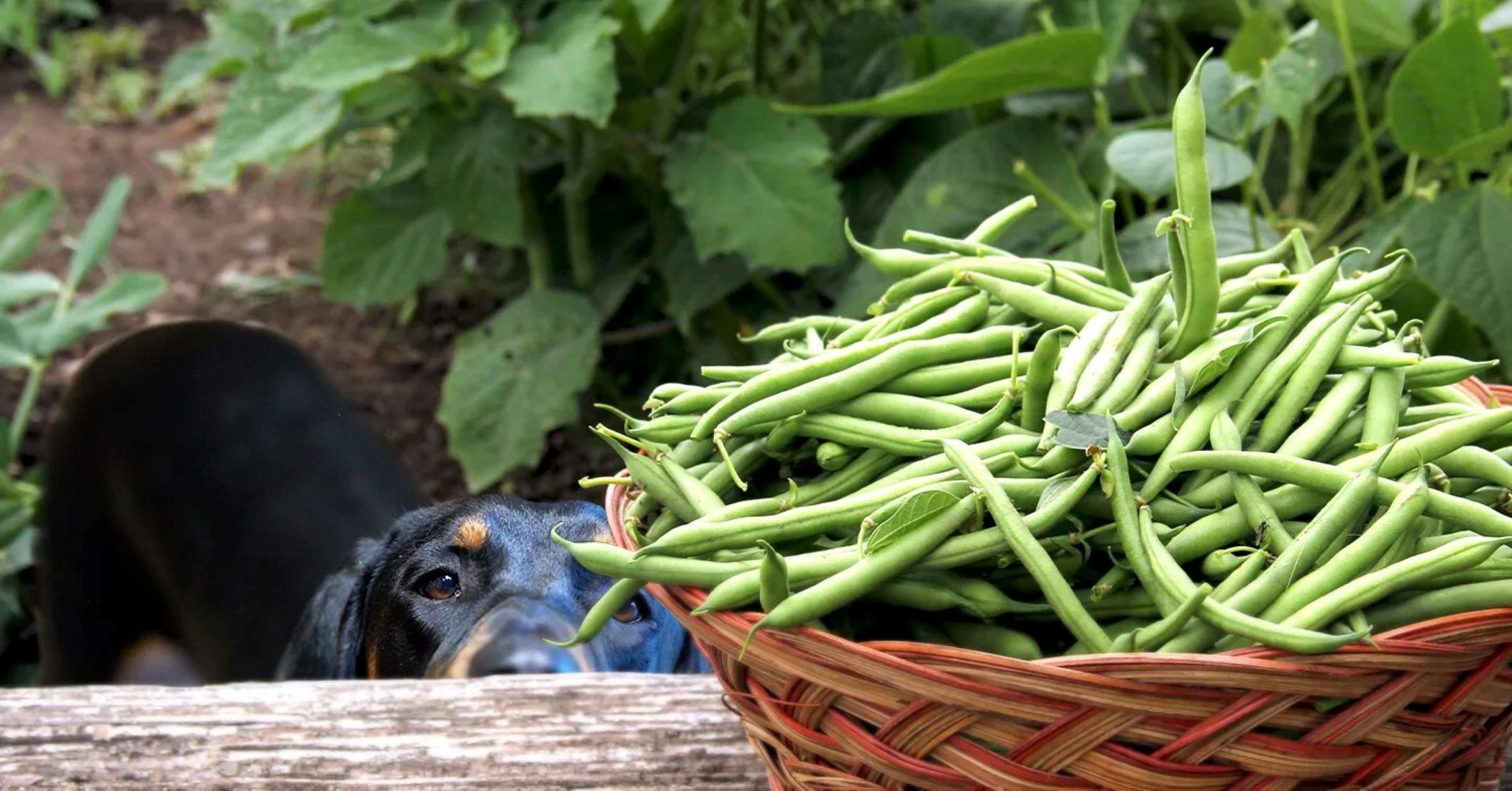 The Surprising Danger Of Green Beans For Dogs: Discover The Perfect Alternatives!